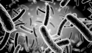 shutterstock 524613634 (1)