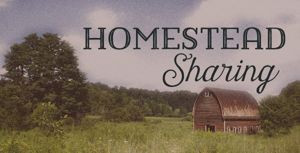 How to publicly share Laravel Homestead domains image