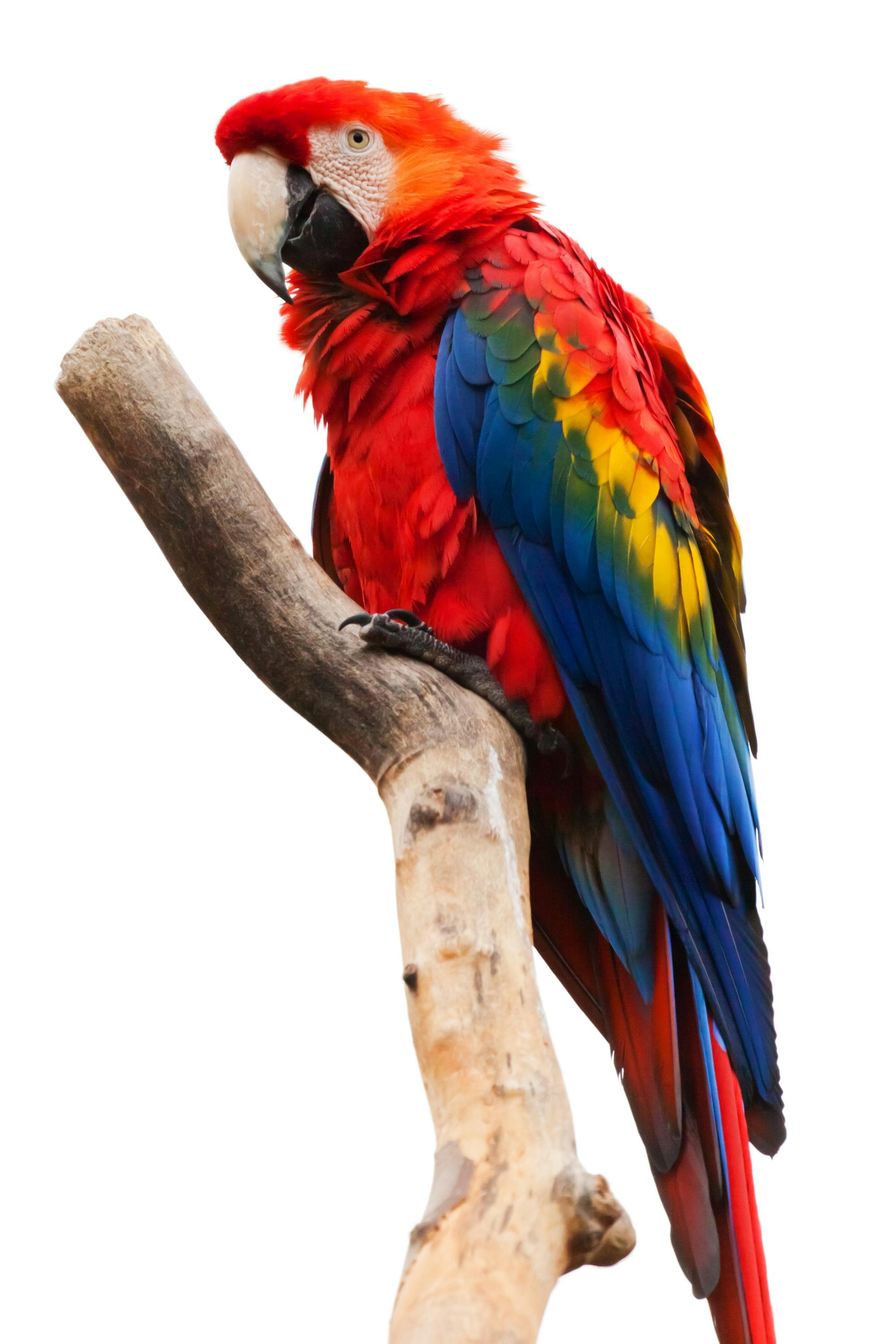 Placeholder Image Example