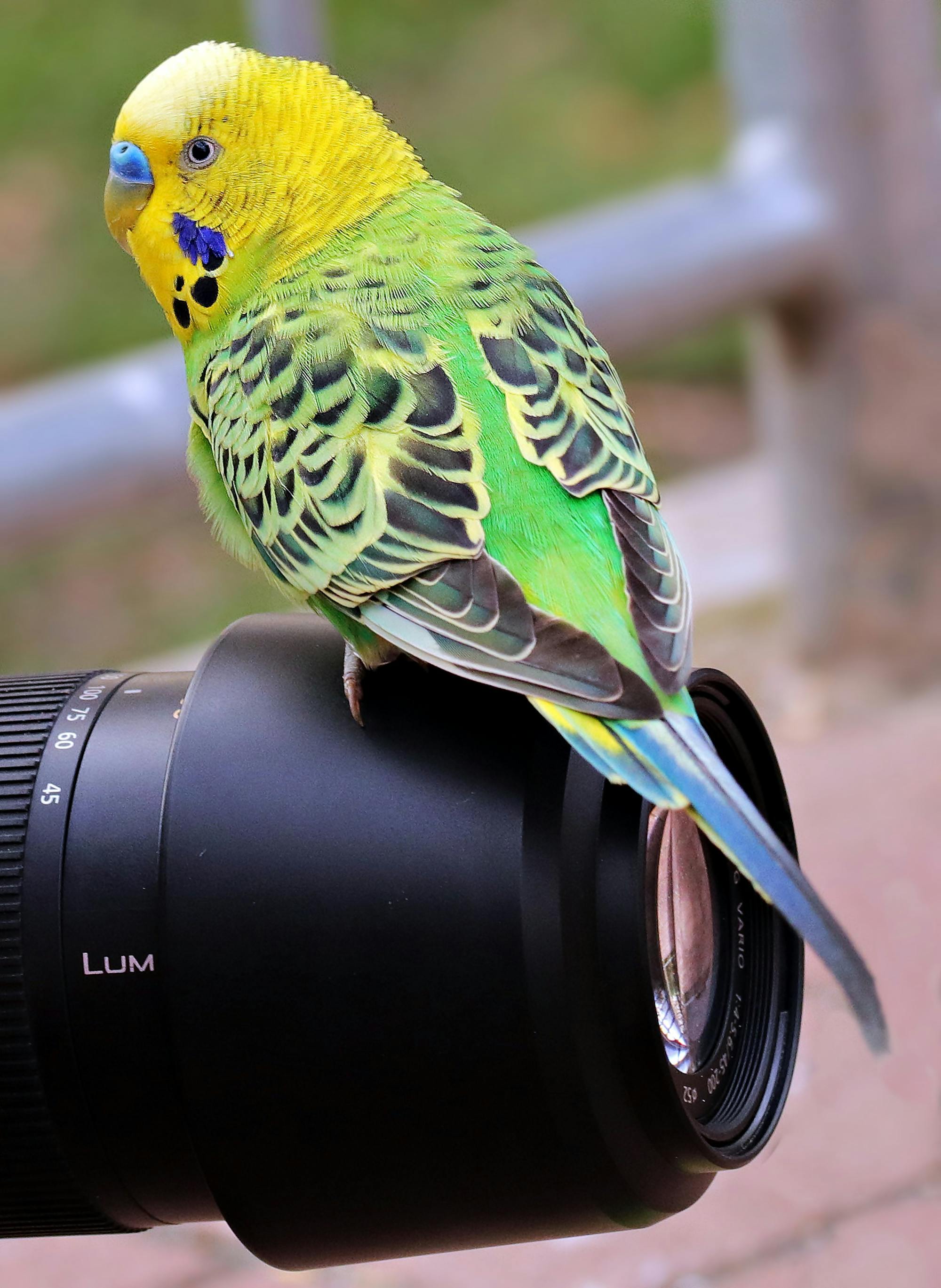 Placeholder Image Example
