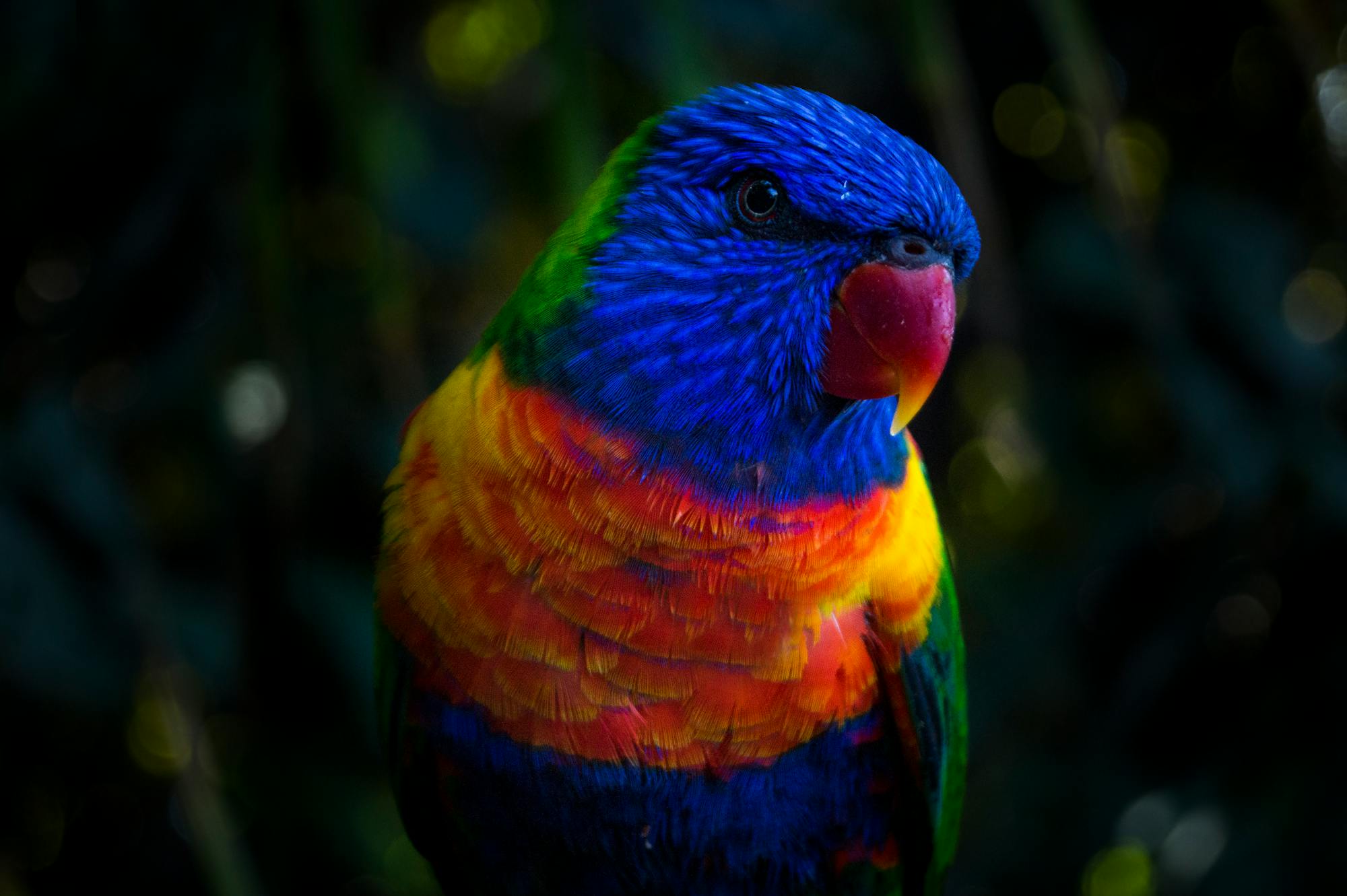 Placeholder Image Example