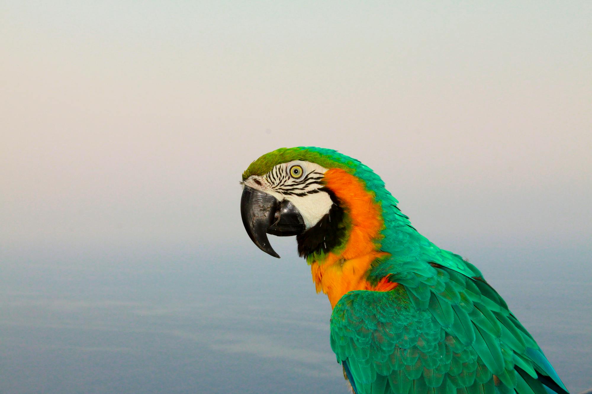 Placeholder Image Example