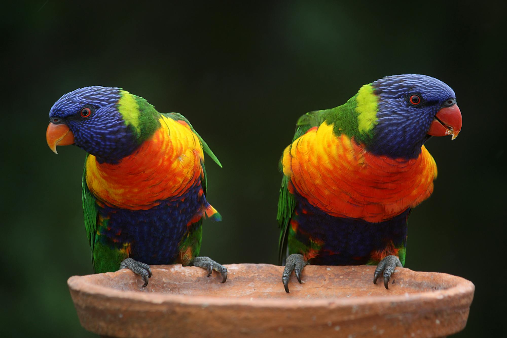 Placeholder Image Example