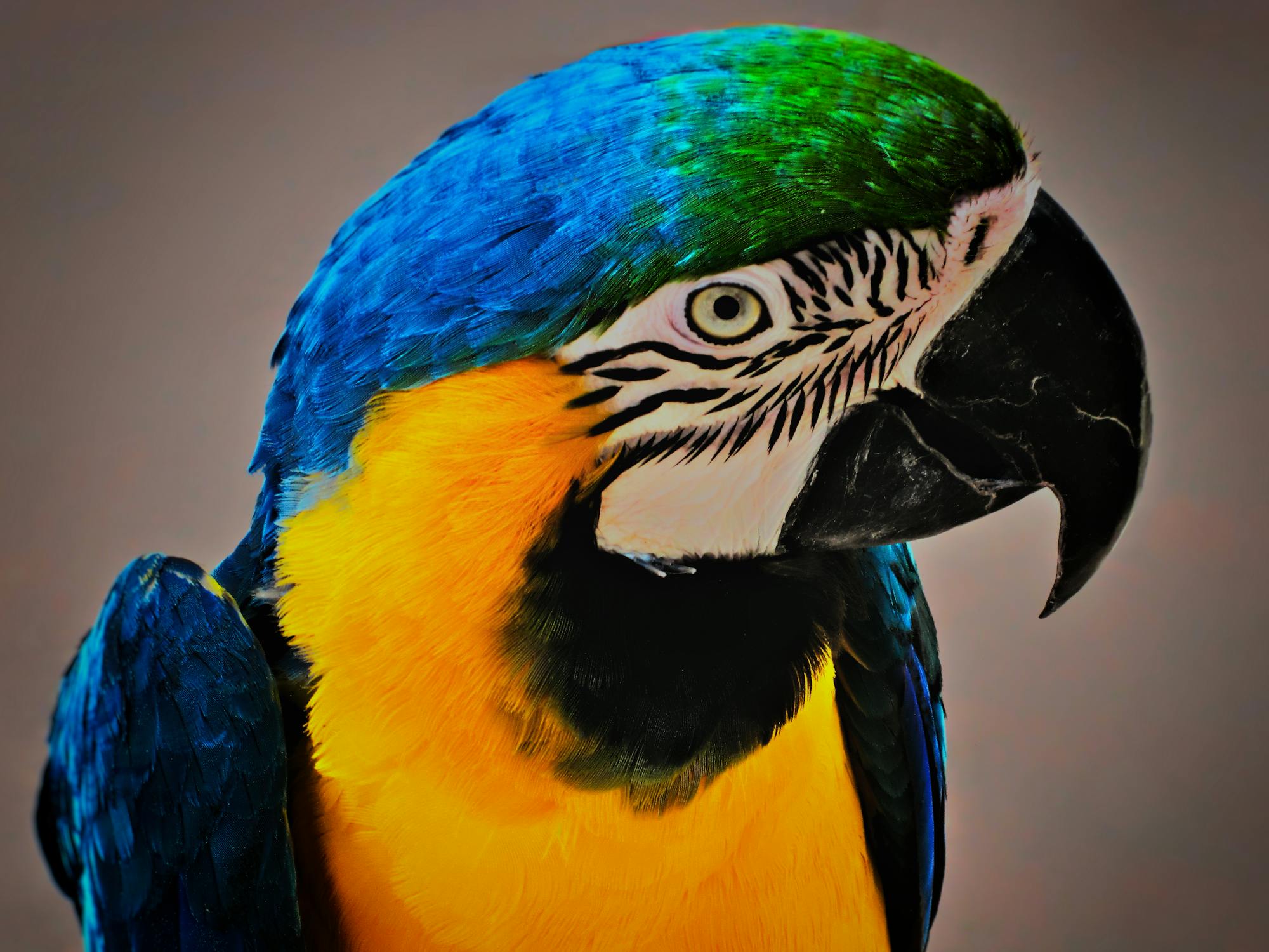 Placeholder Image Example