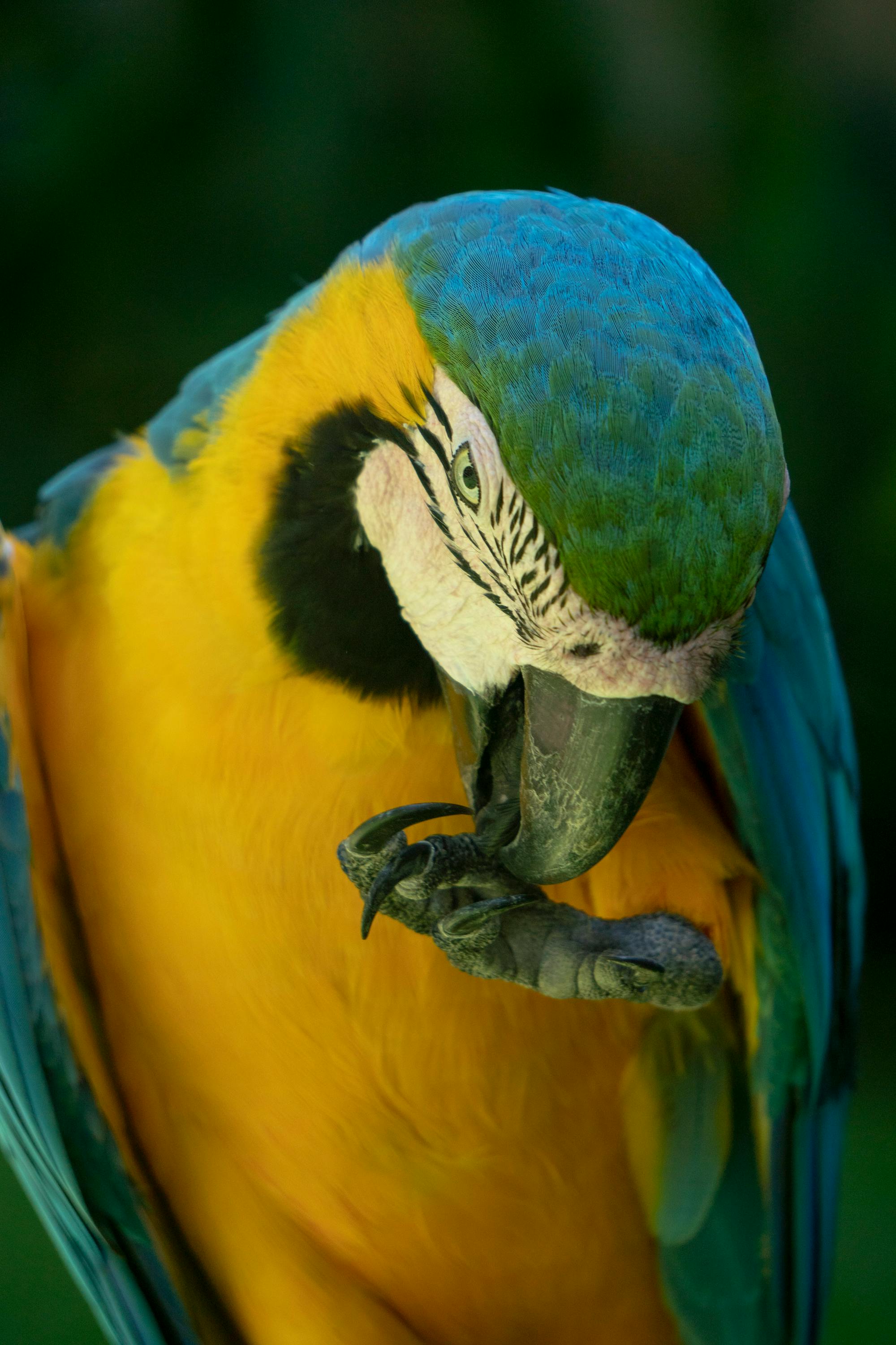 Placeholder Image Example