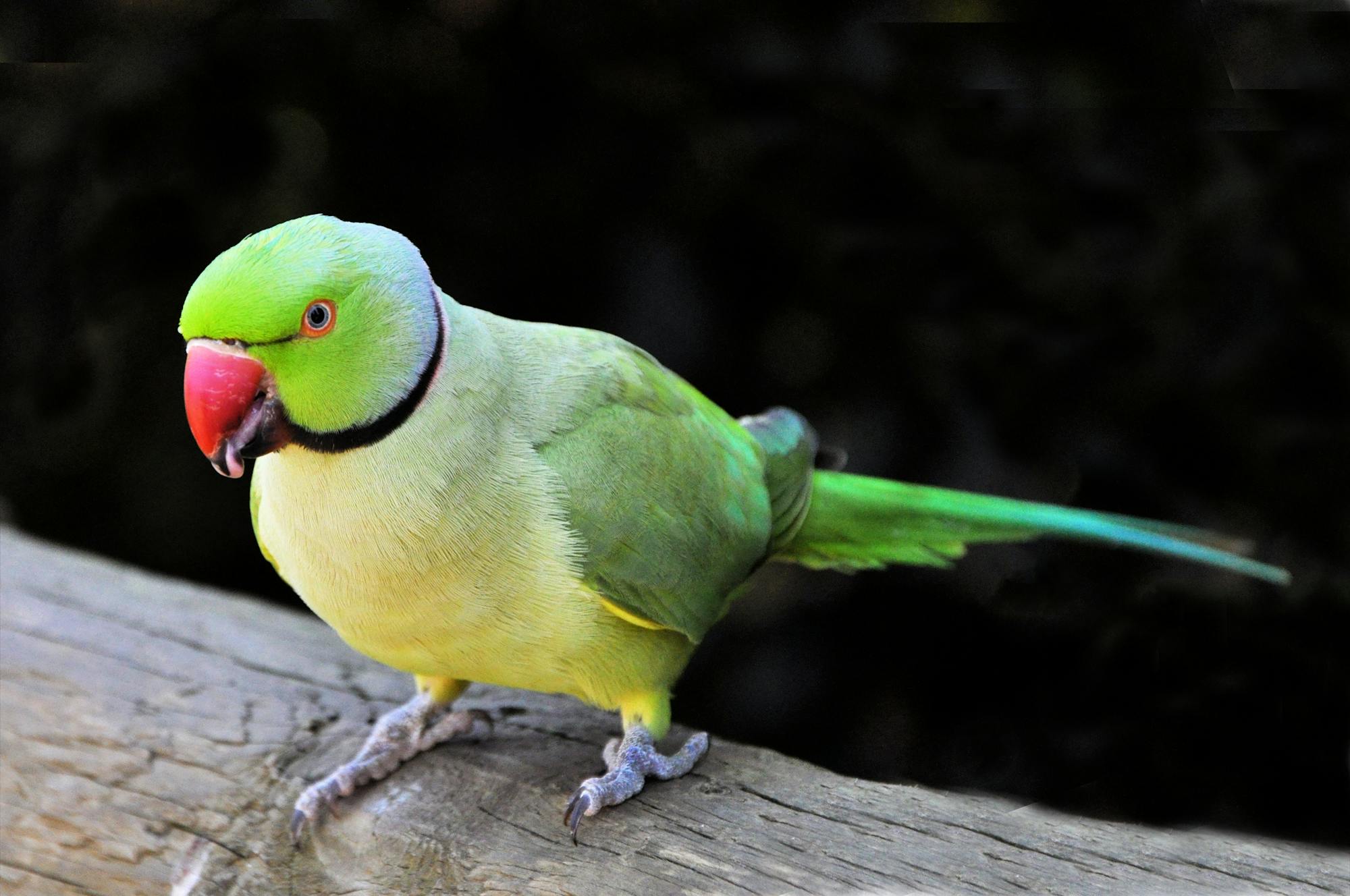 Placeholder Image Example
