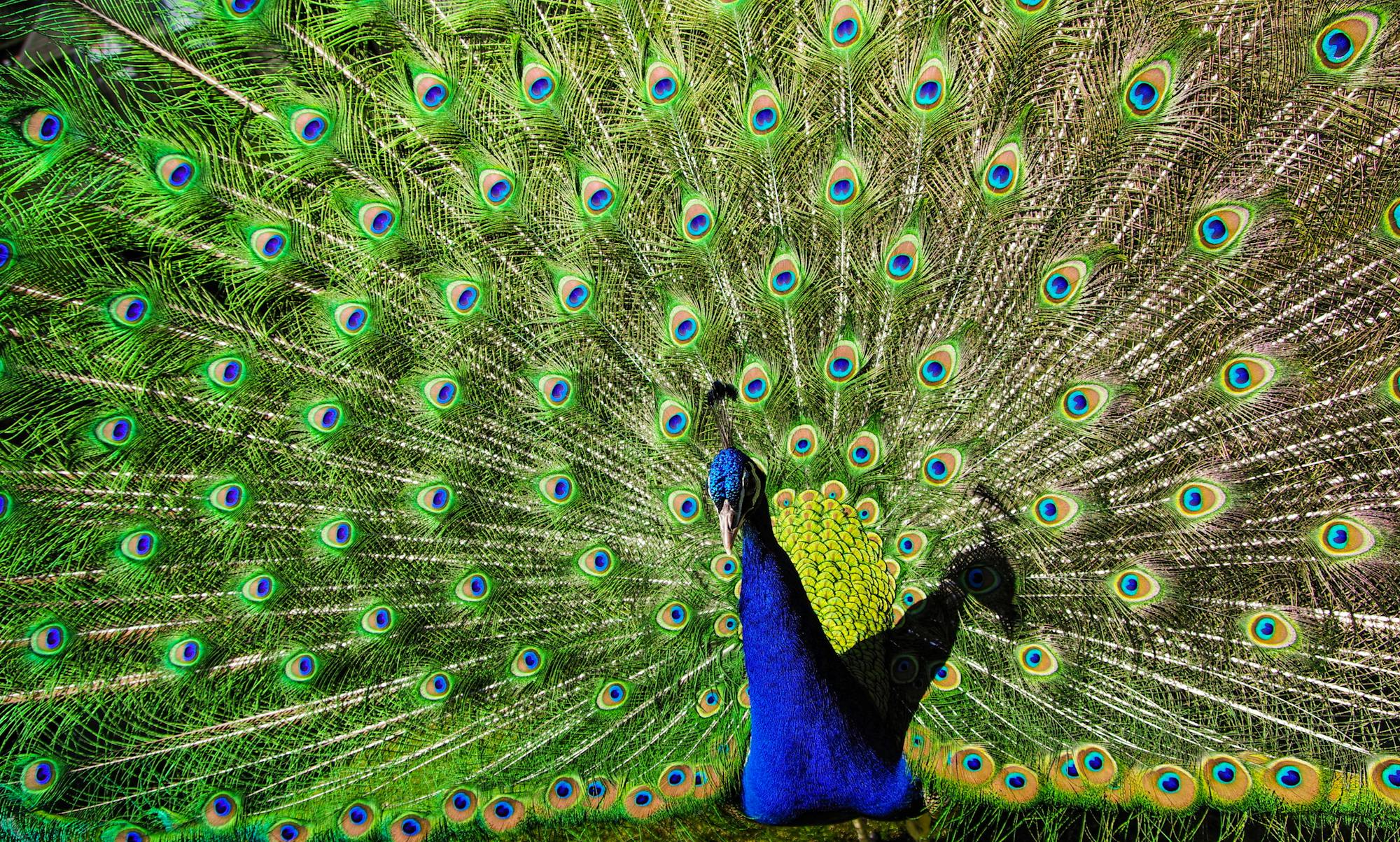 Placeholder Image Example