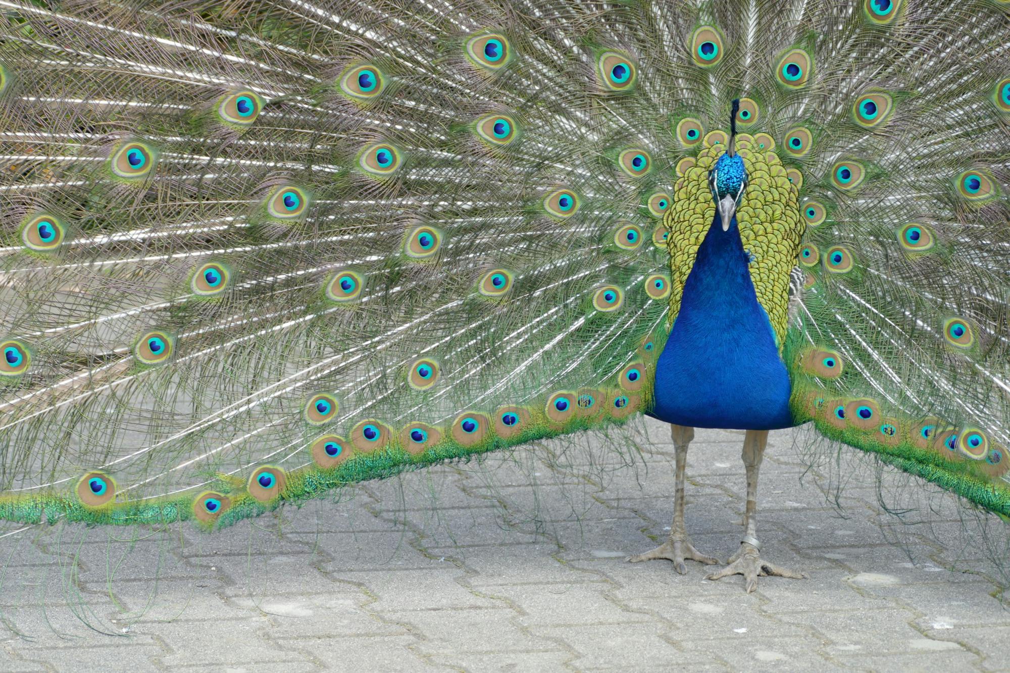 Placeholder Image Example