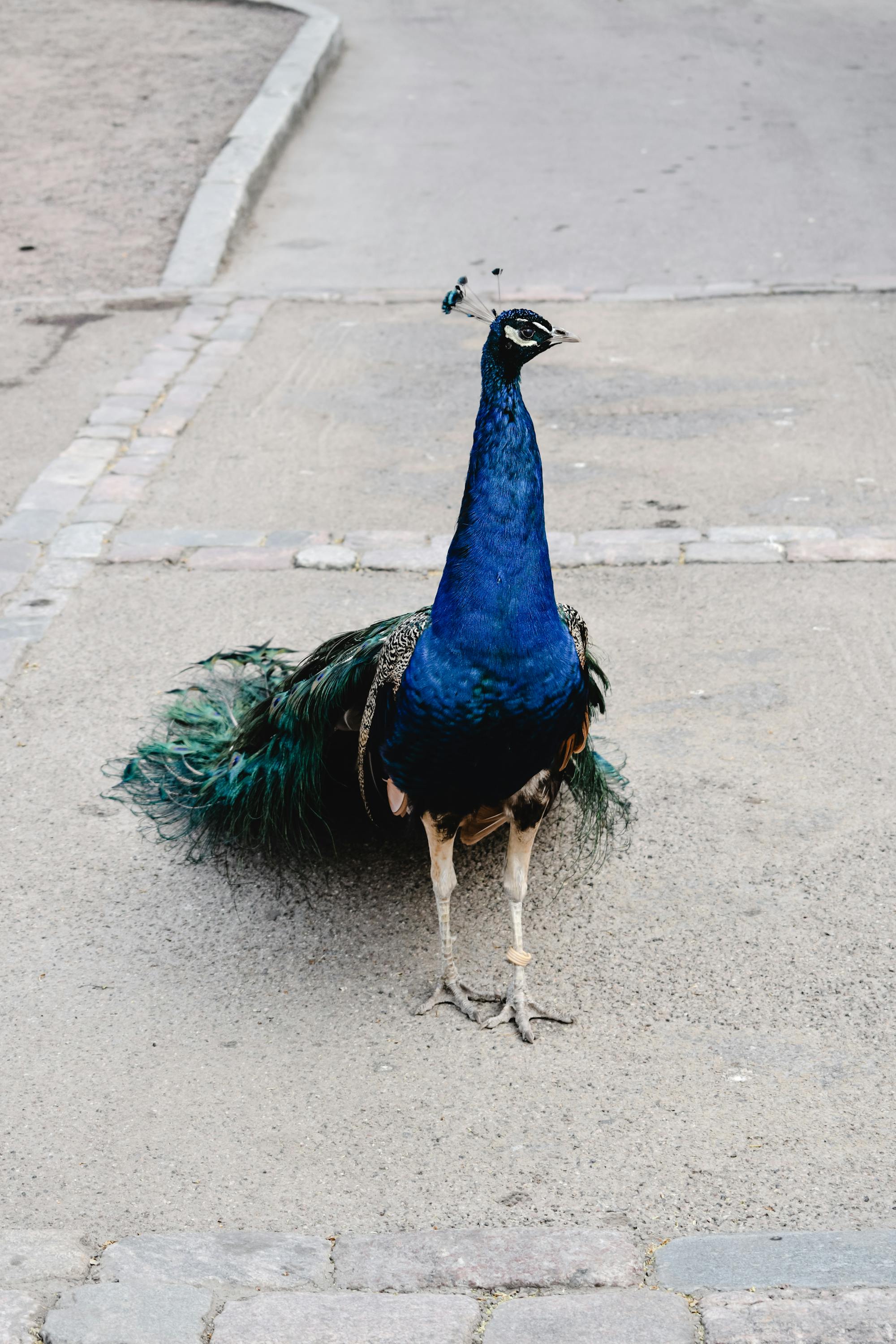 Placeholder Image Example