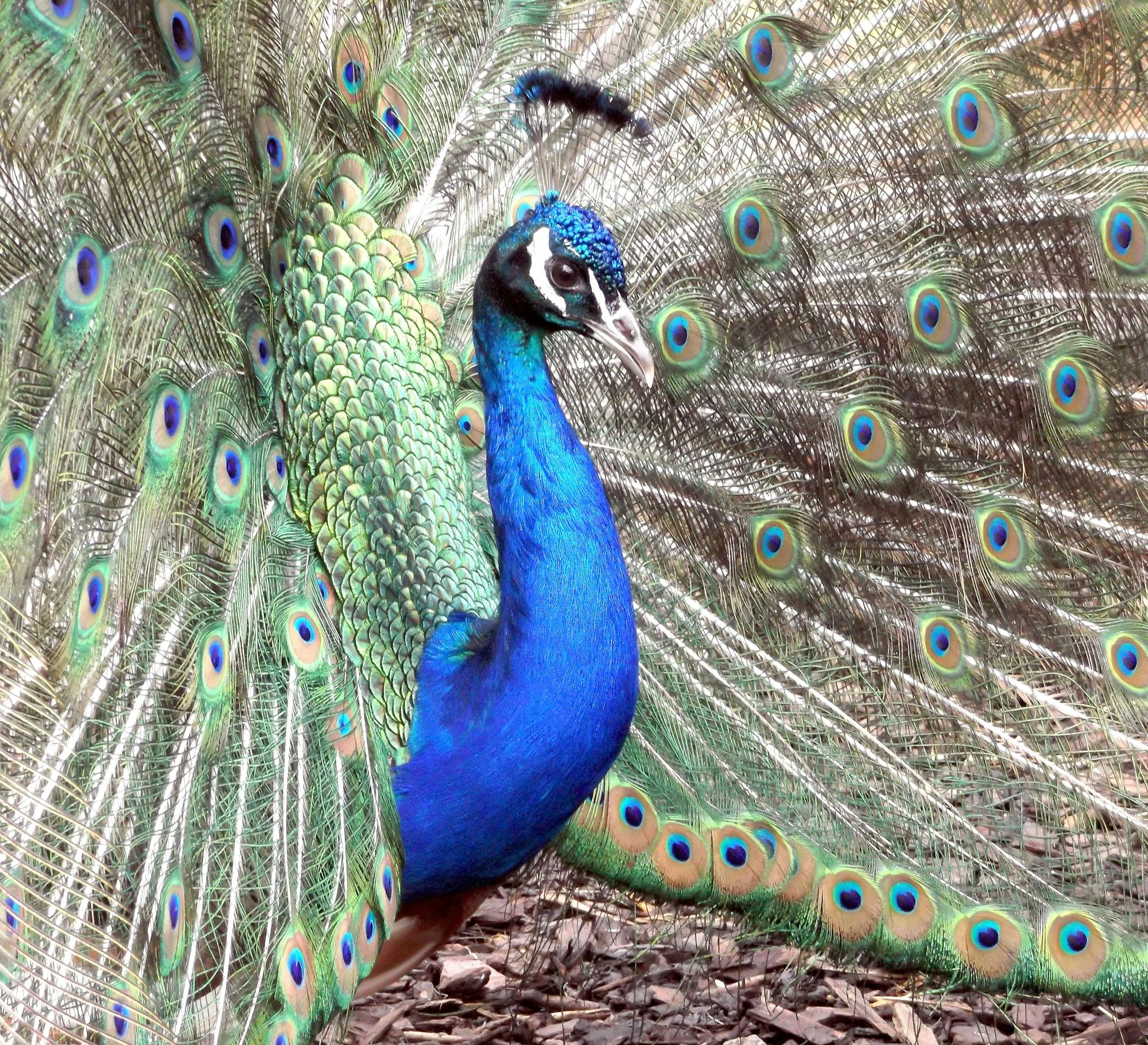 Placeholder Image Example