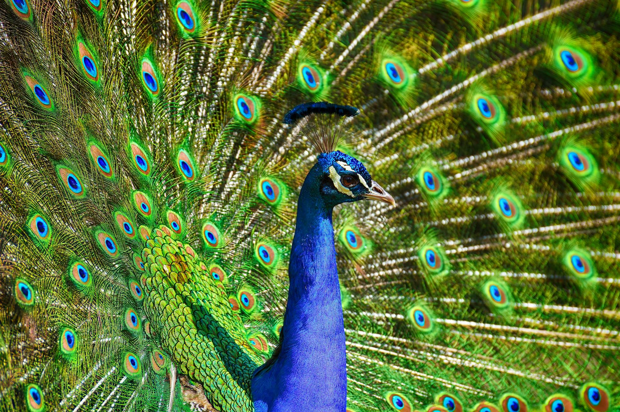 Placeholder Image Example
