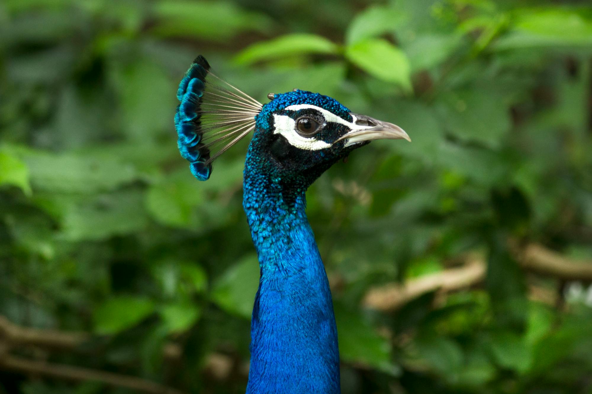 Placeholder Image Example