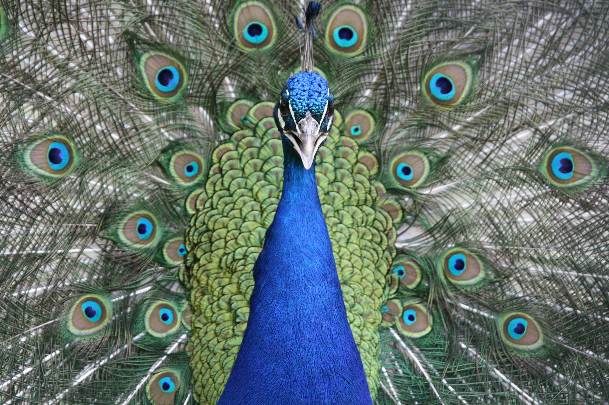 Placeholder Image Example