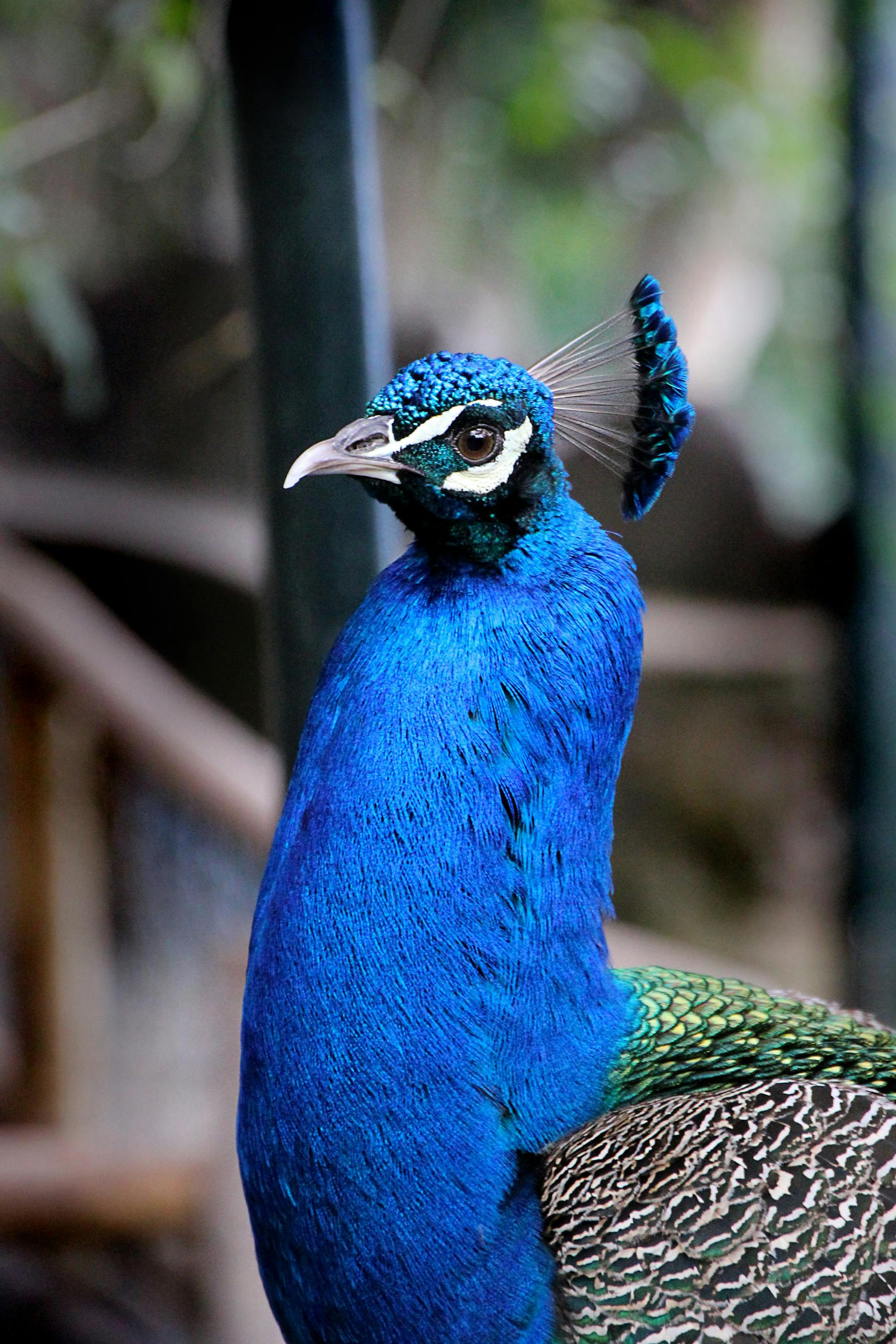 Placeholder Image Example