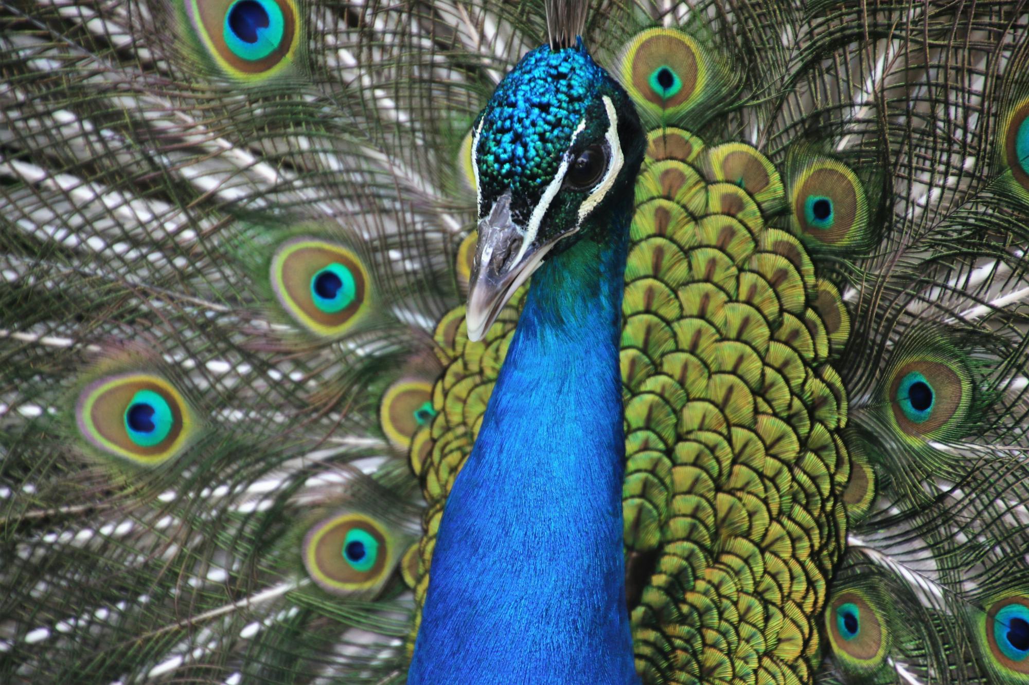 Placeholder Image Example