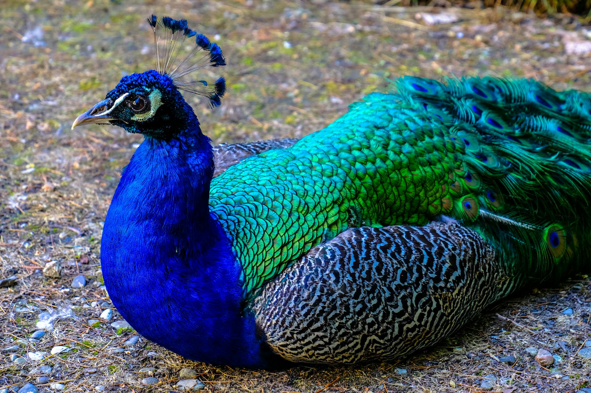 Placeholder Image Example