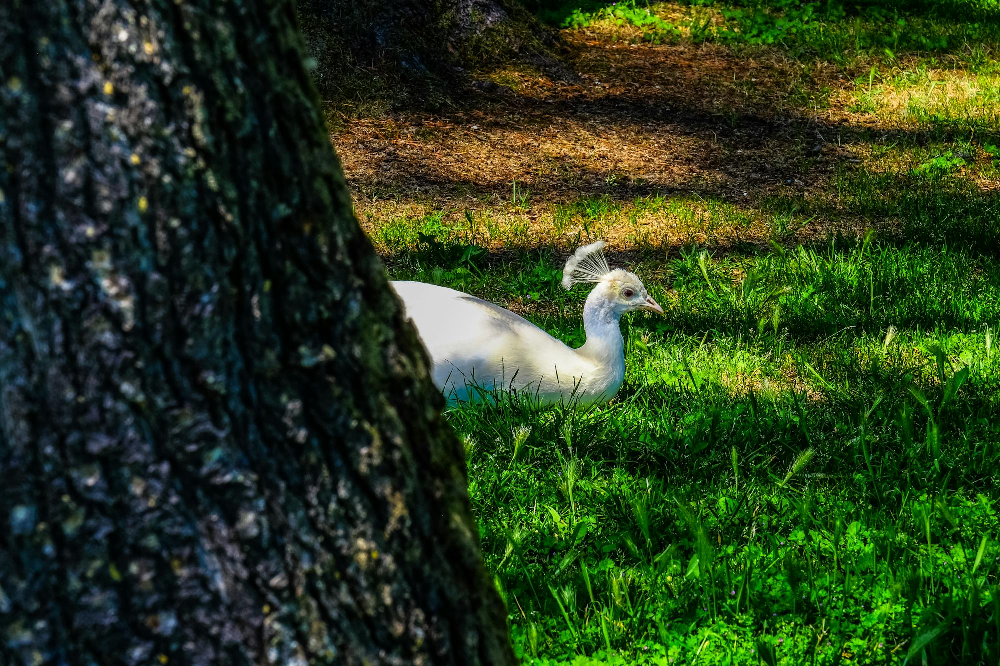 Placeholder Image Example