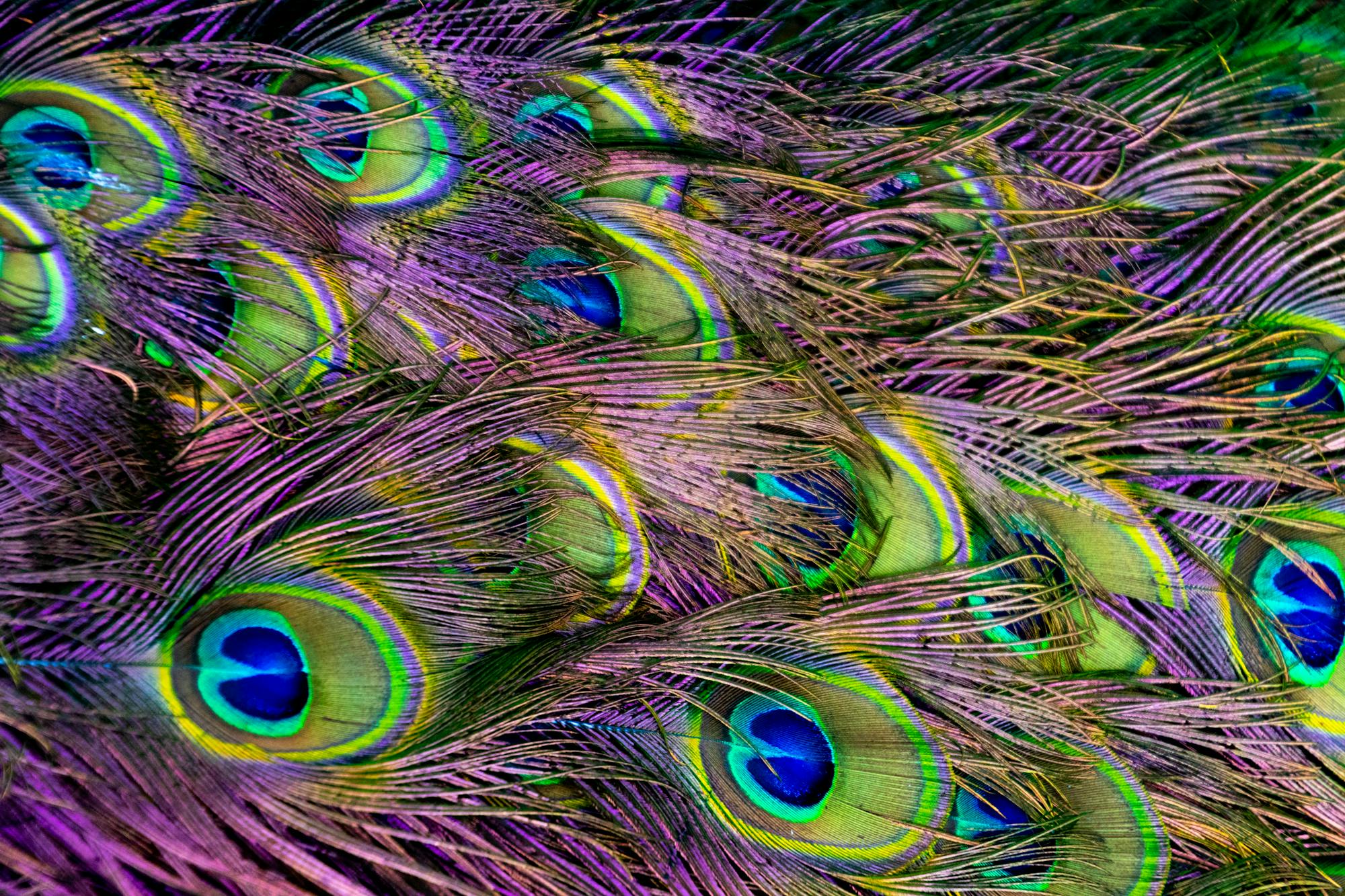 Placeholder Image Example