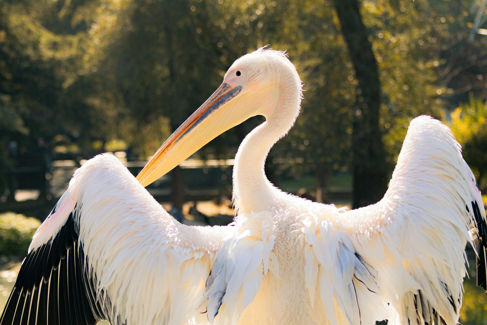 Placeholder Image Example