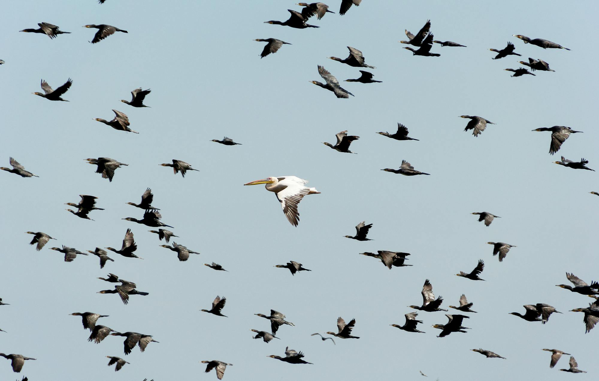 Placeholder Image Example