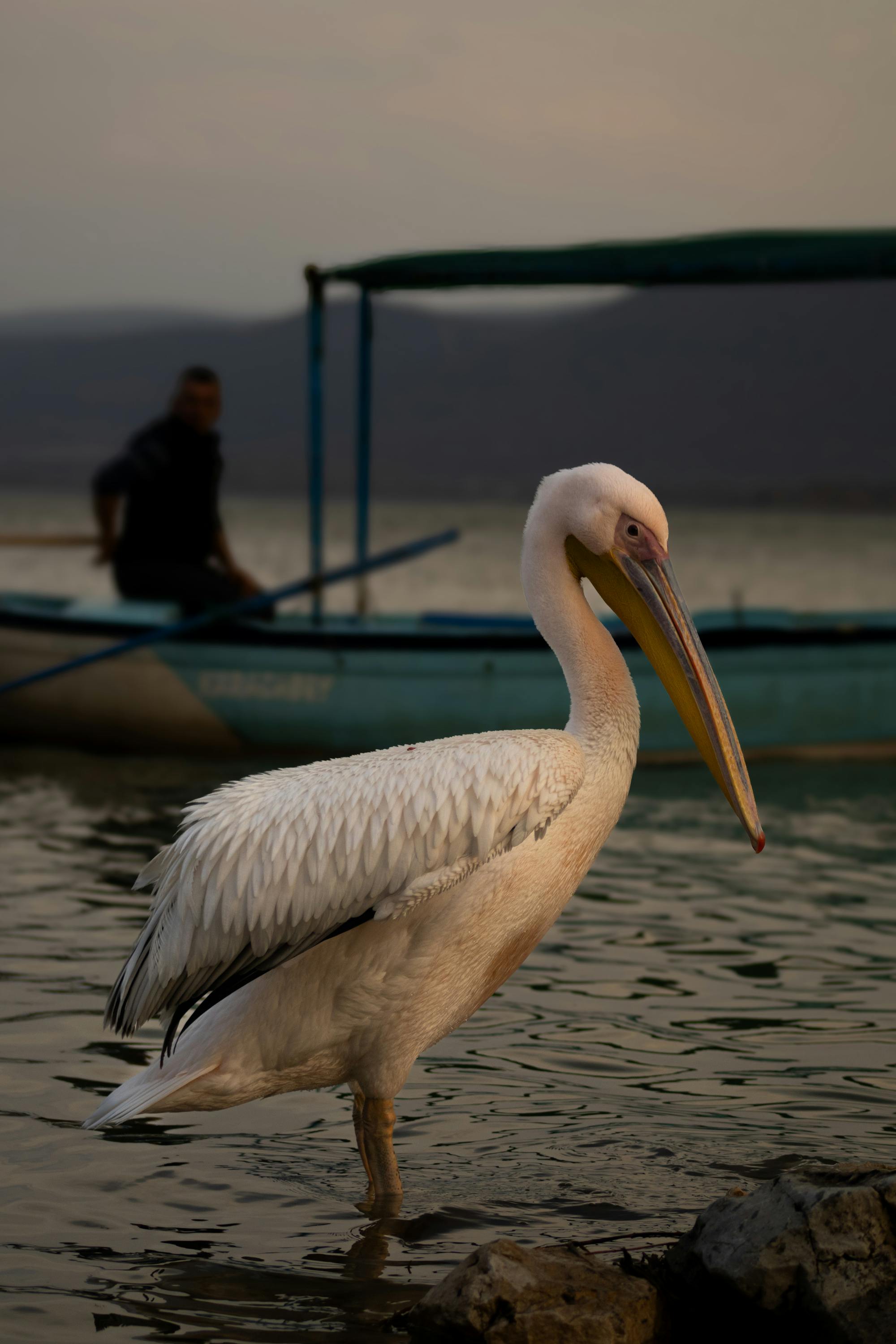 Placeholder Image Example