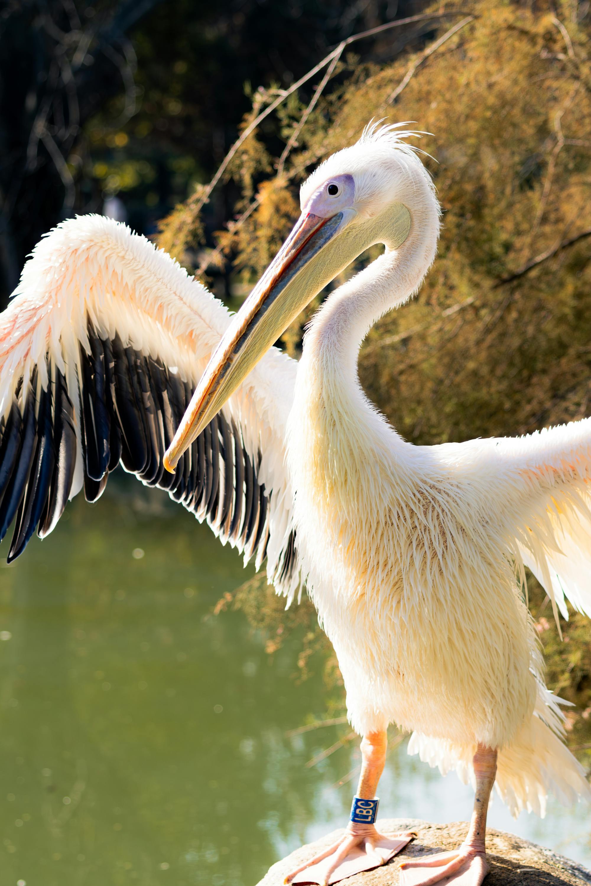 Placeholder Image Example