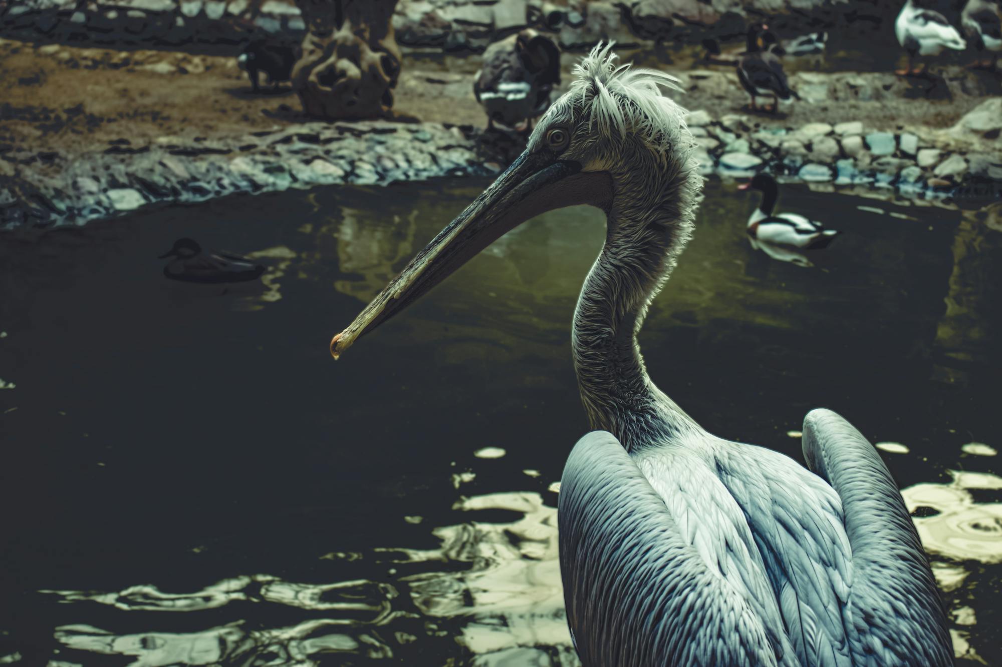 Placeholder Image Example