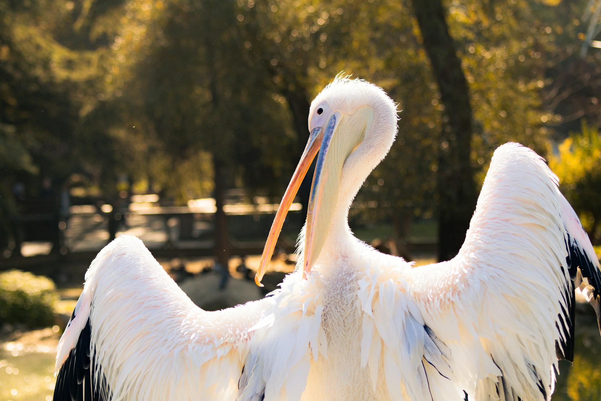 Placeholder Image Example