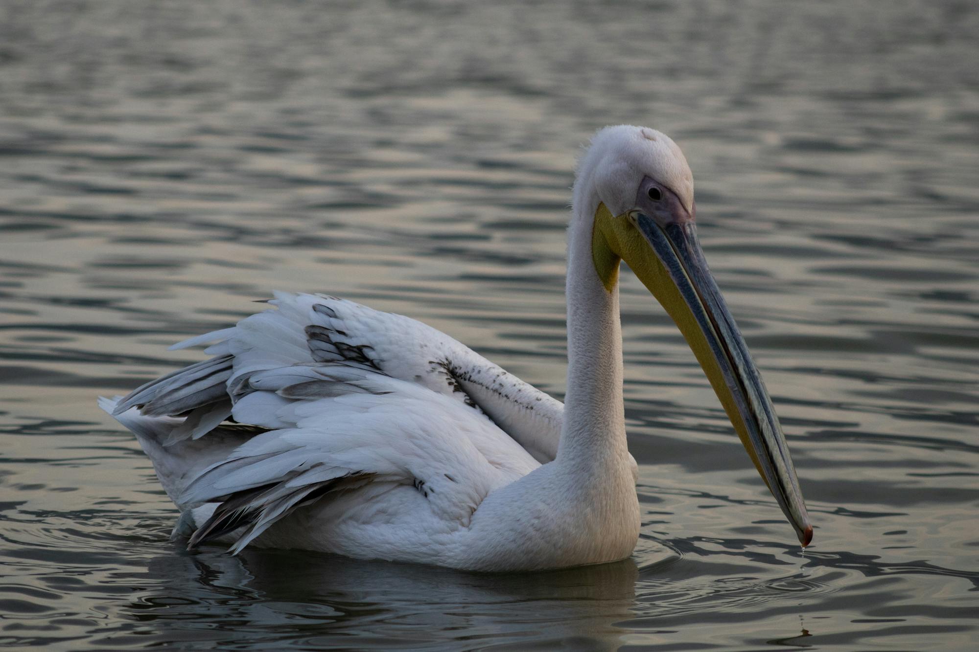 Placeholder Image Example