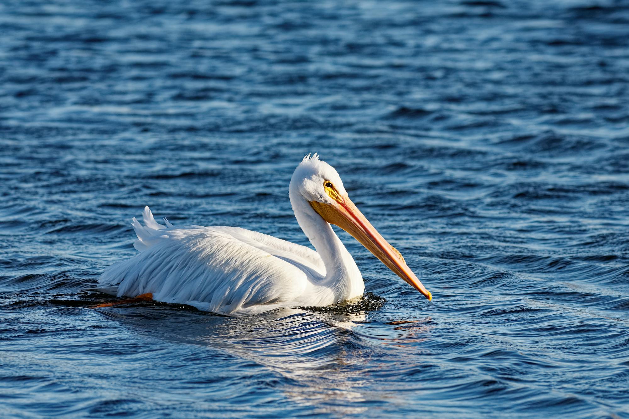 Placeholder Image Example