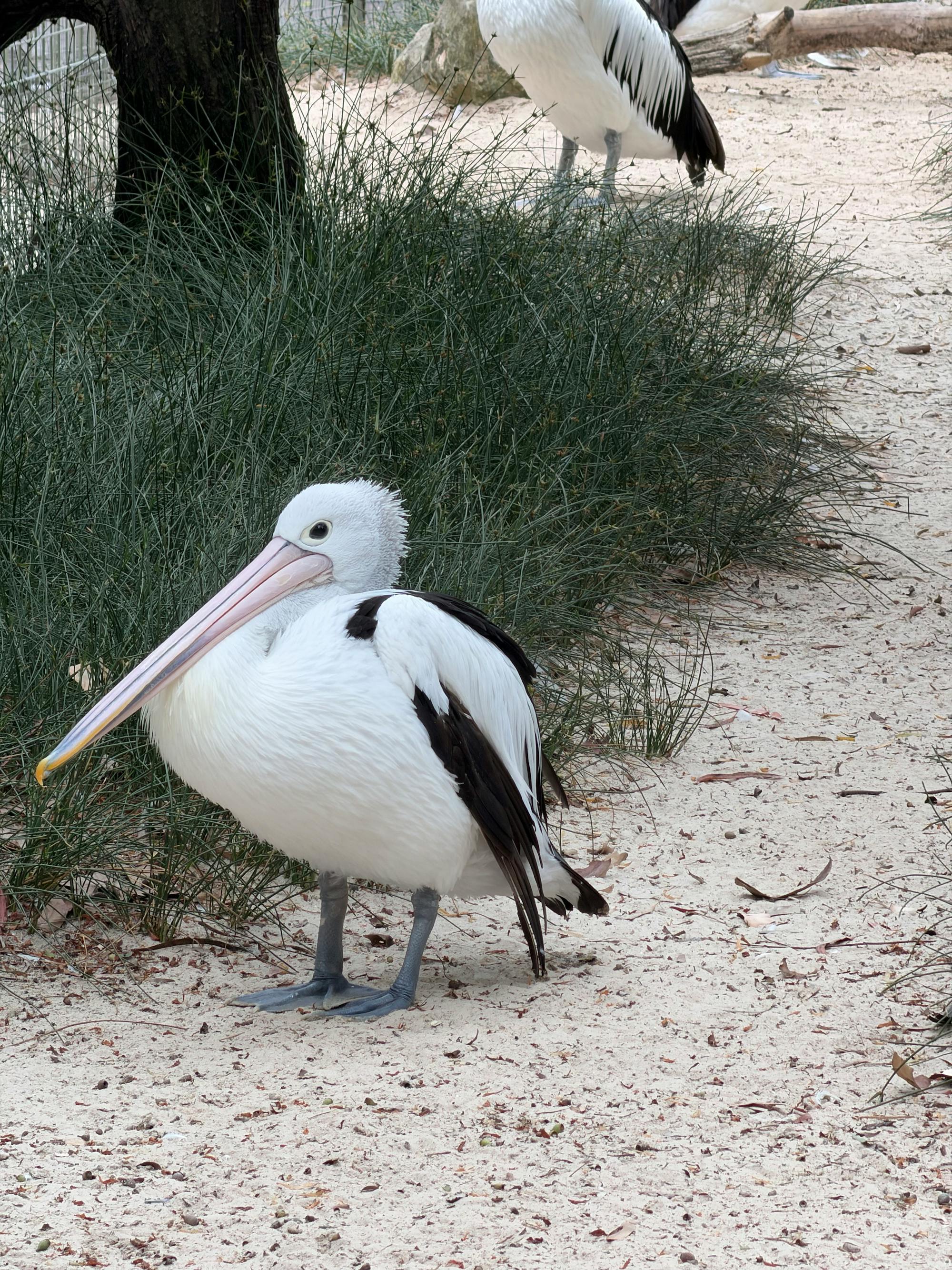 Placeholder Image Example