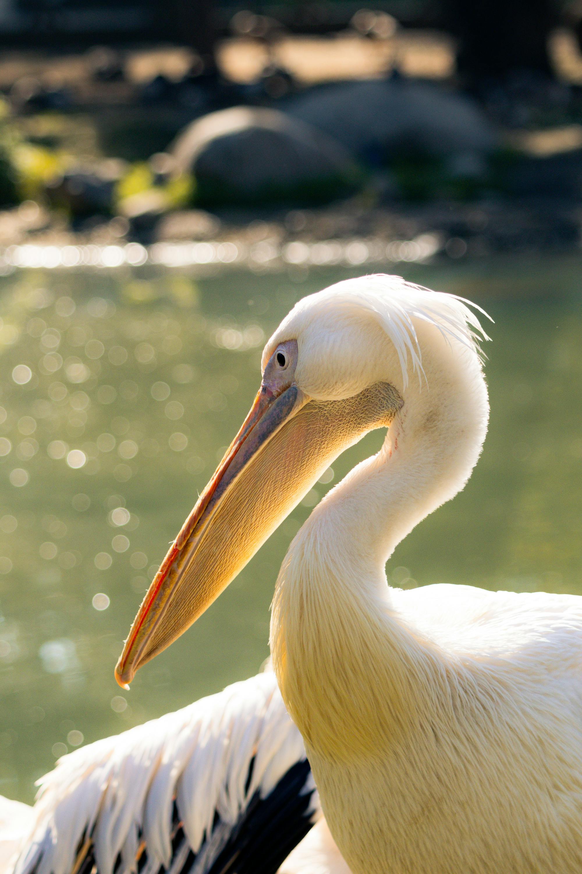 Placeholder Image Example