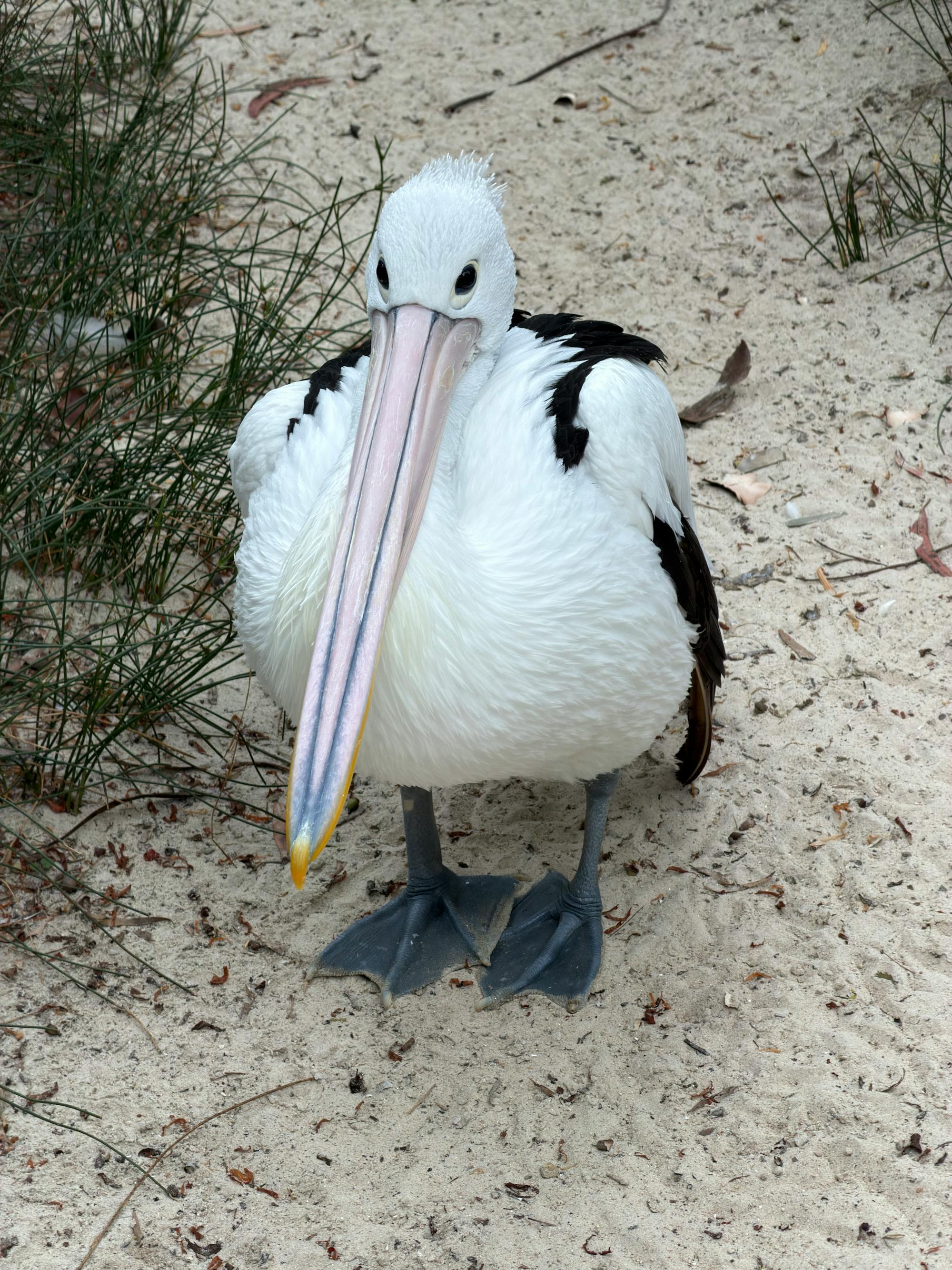 Placeholder Image Example