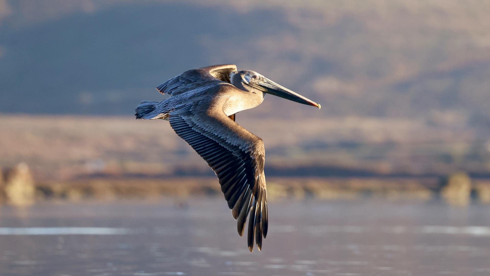 Placeholder Image Example