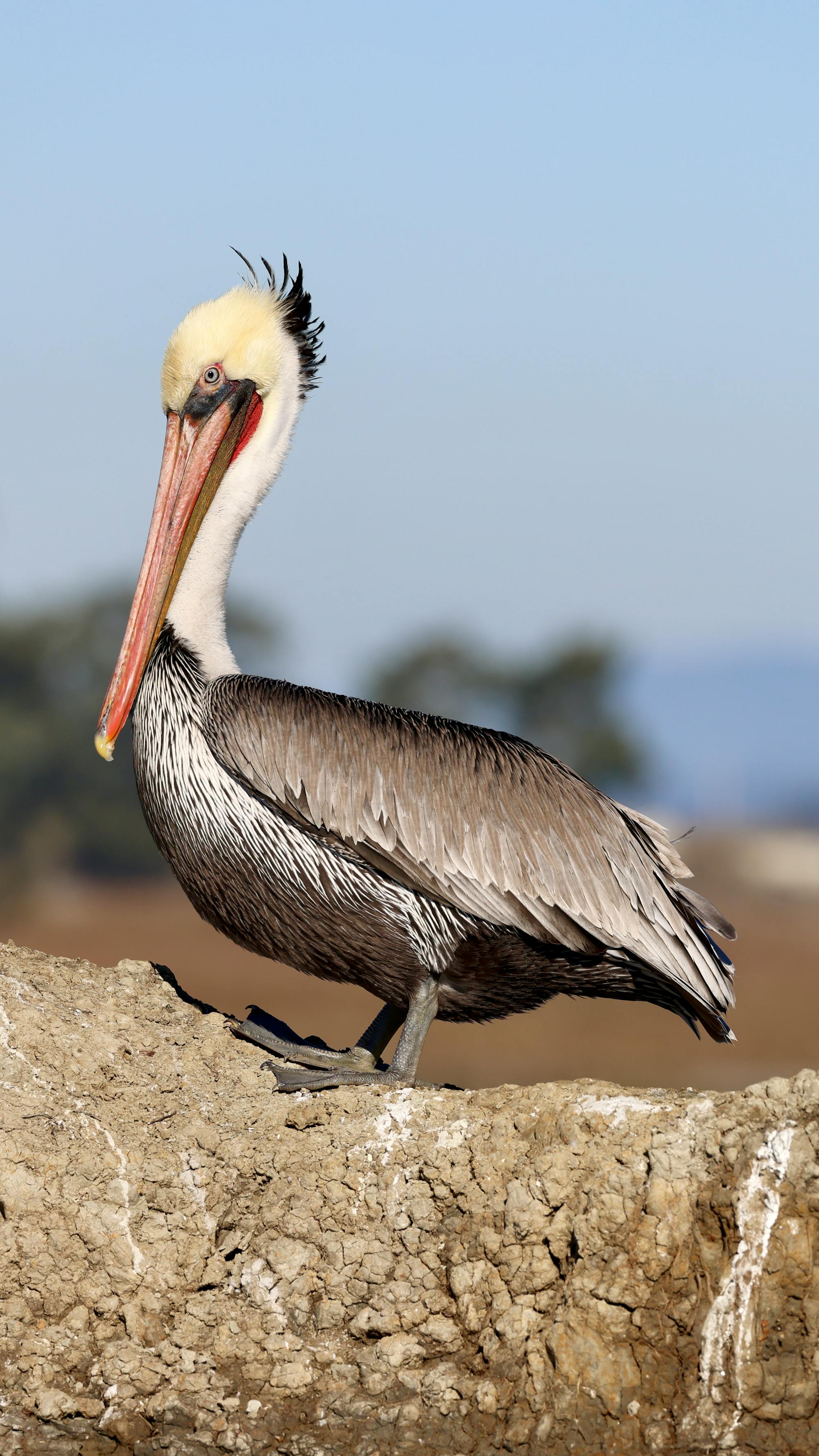 Placeholder Image Example