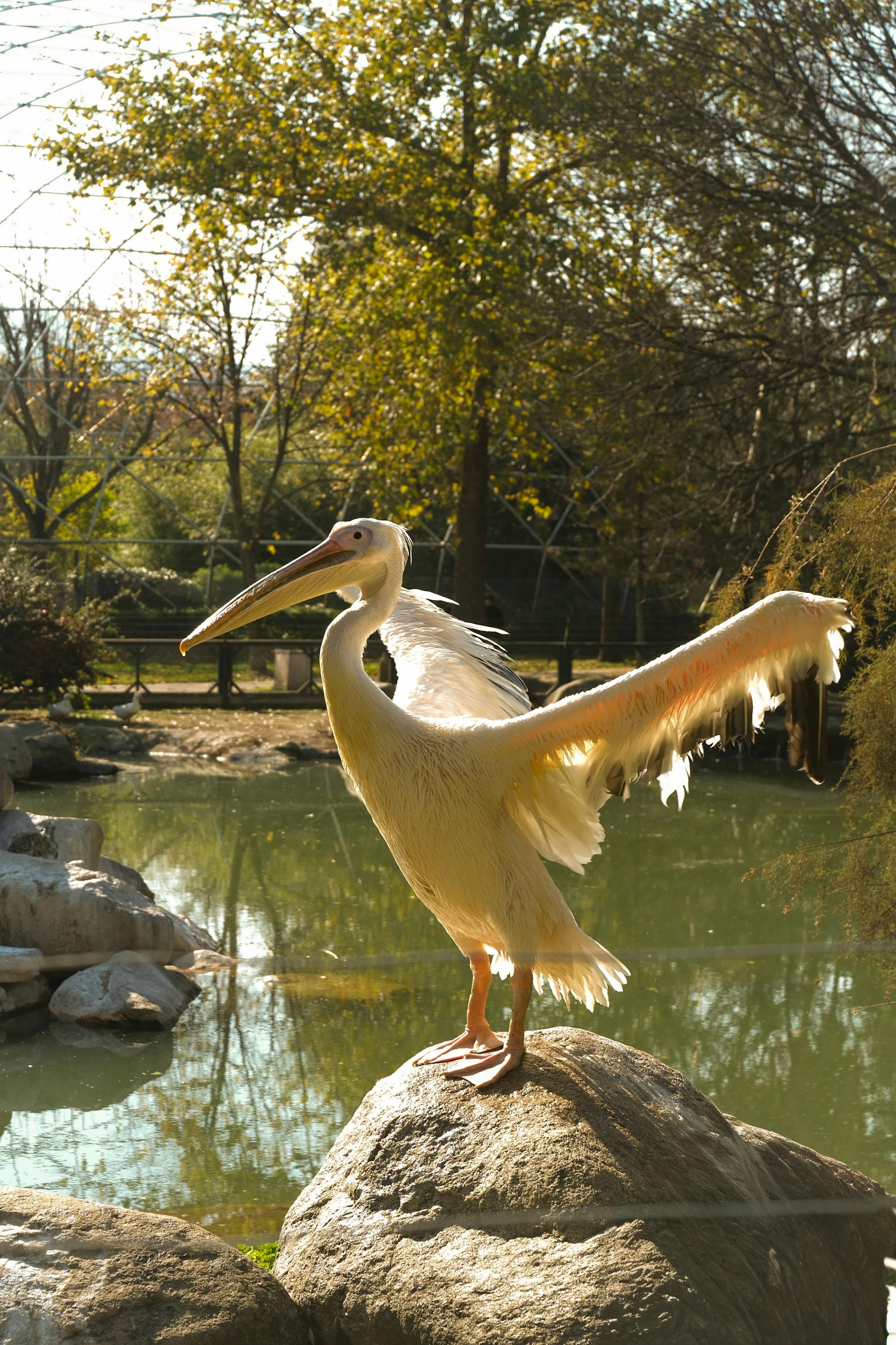 Placeholder Image Example