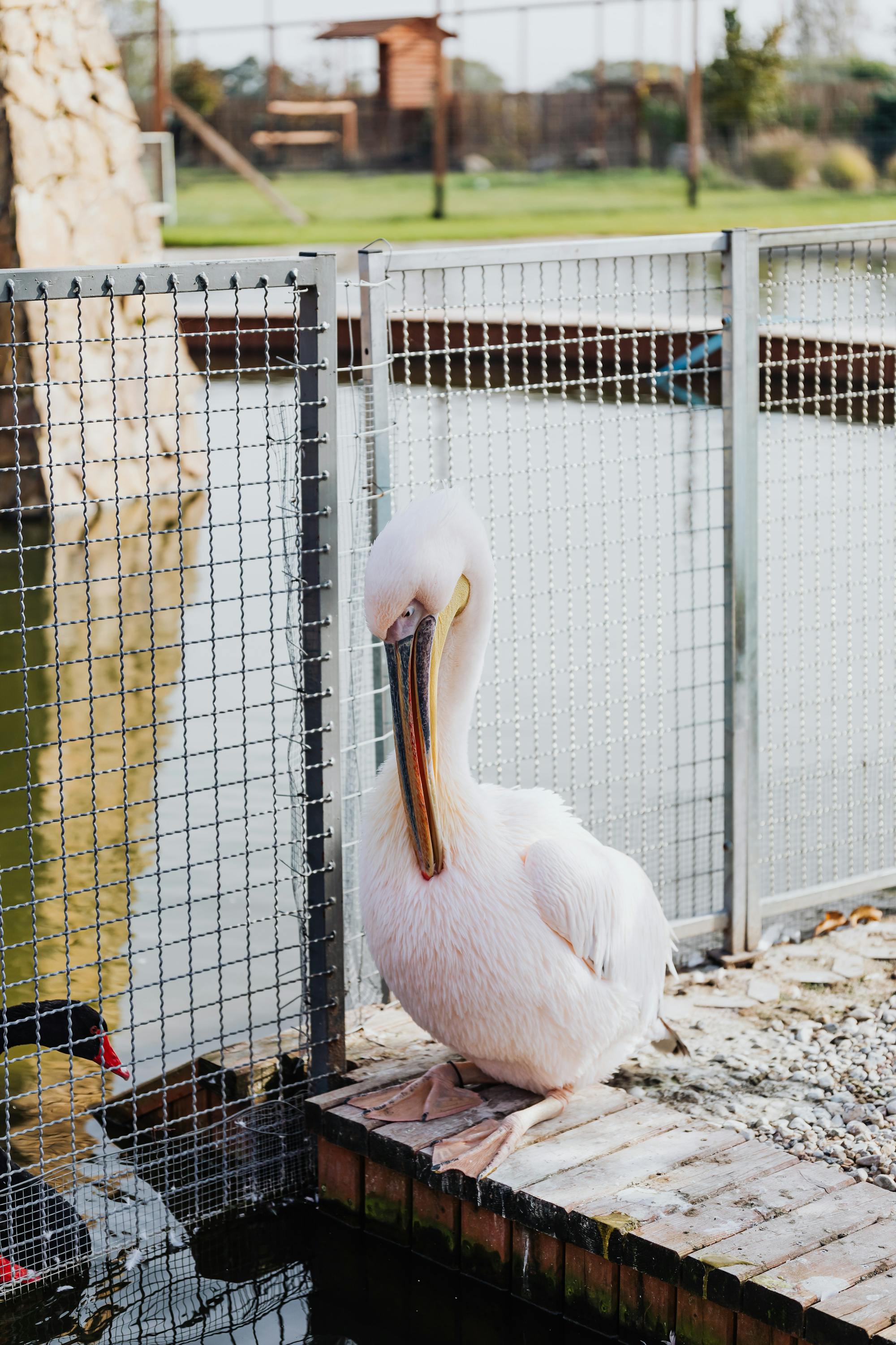 Placeholder Image Example