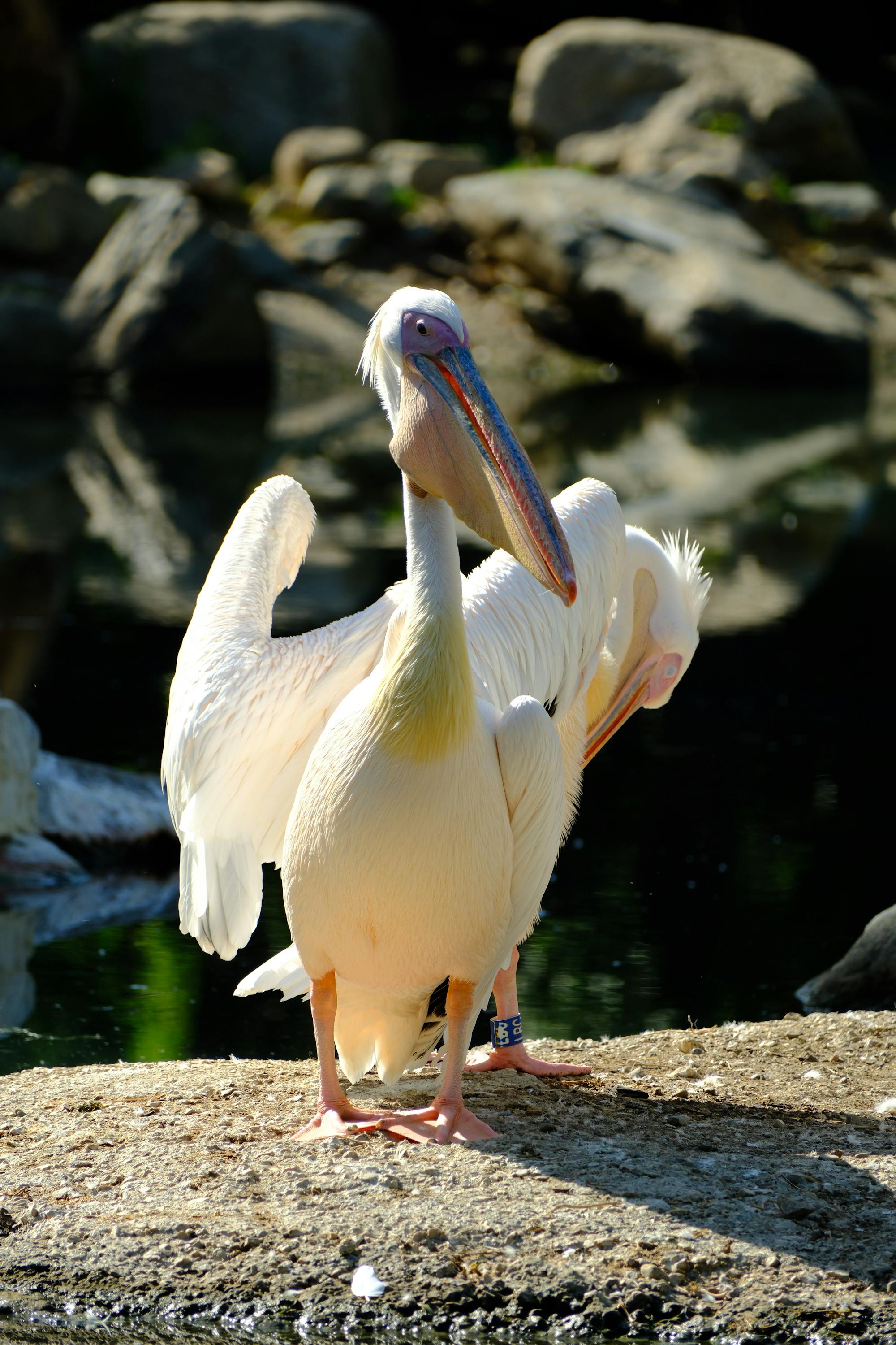 Placeholder Image Example