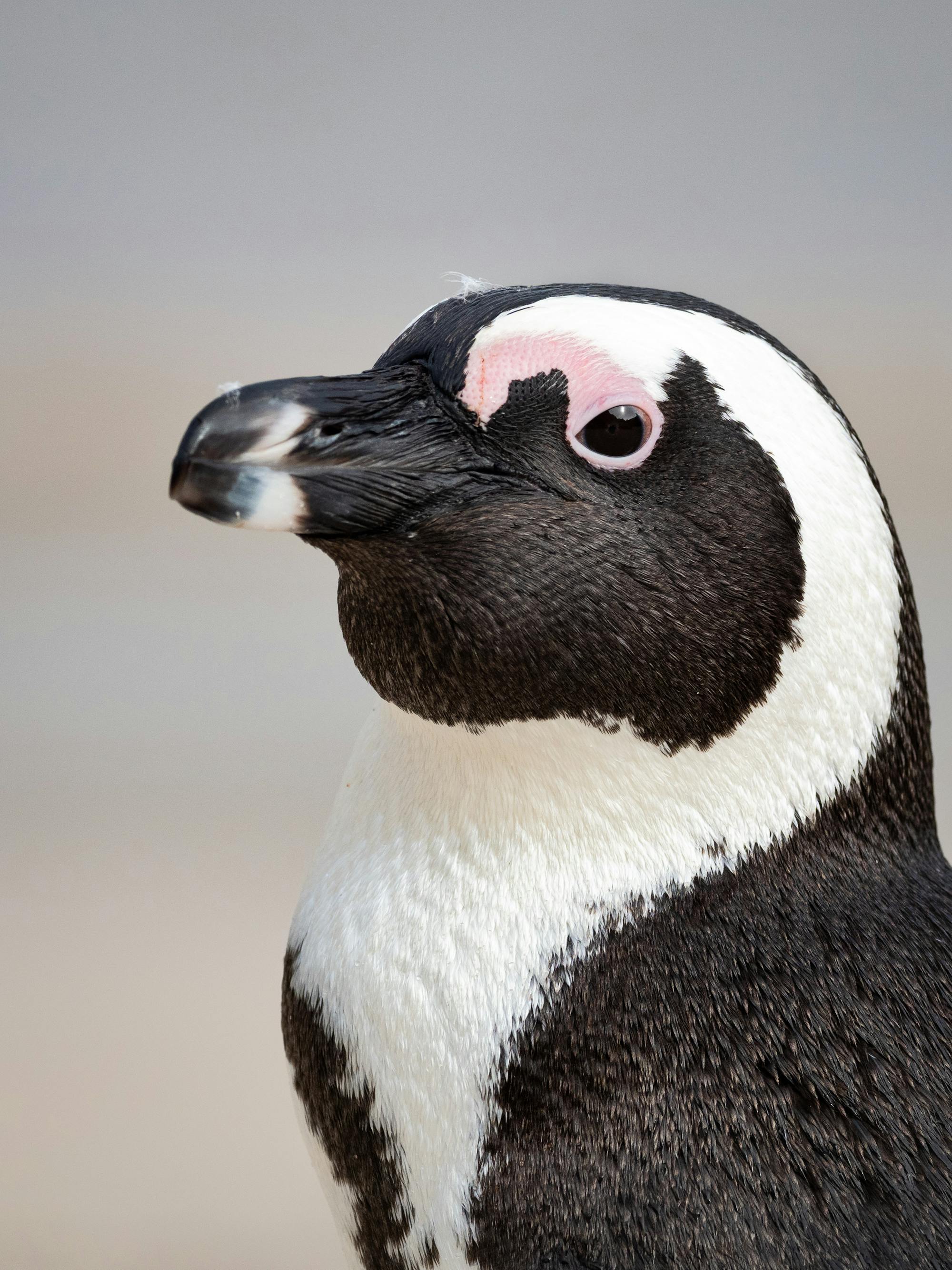 Placeholder Image Example