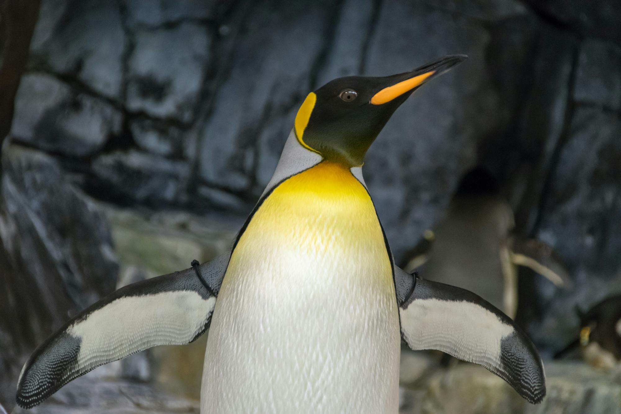Placeholder Image Example