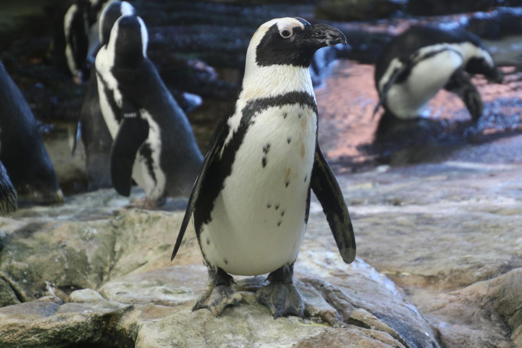 Placeholder Image Example