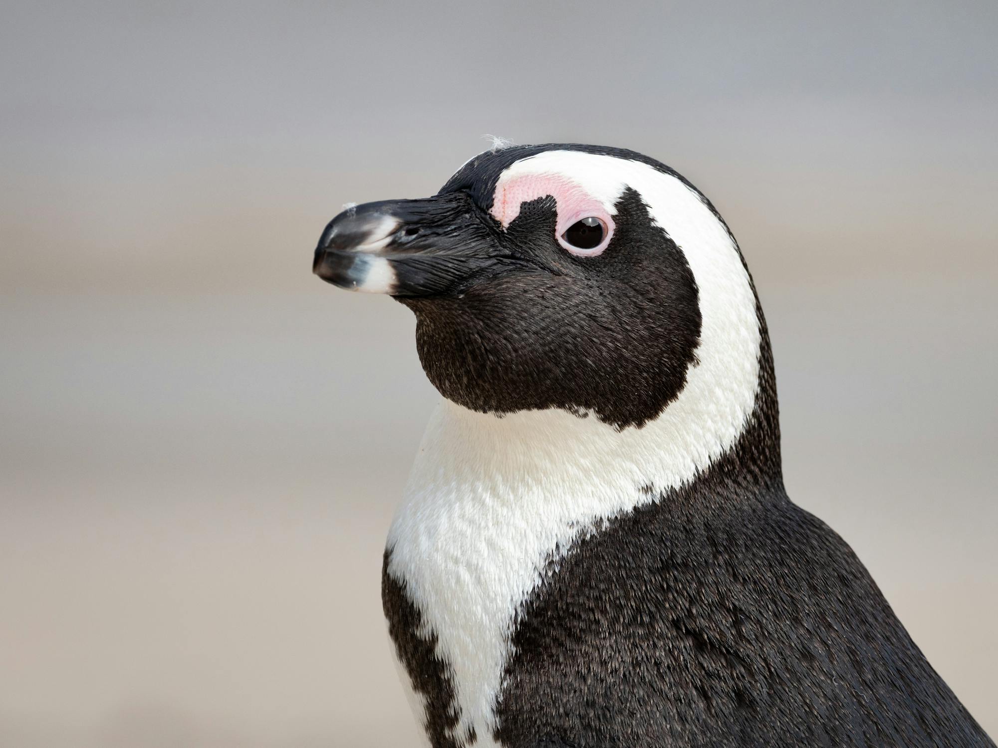Placeholder Image Example