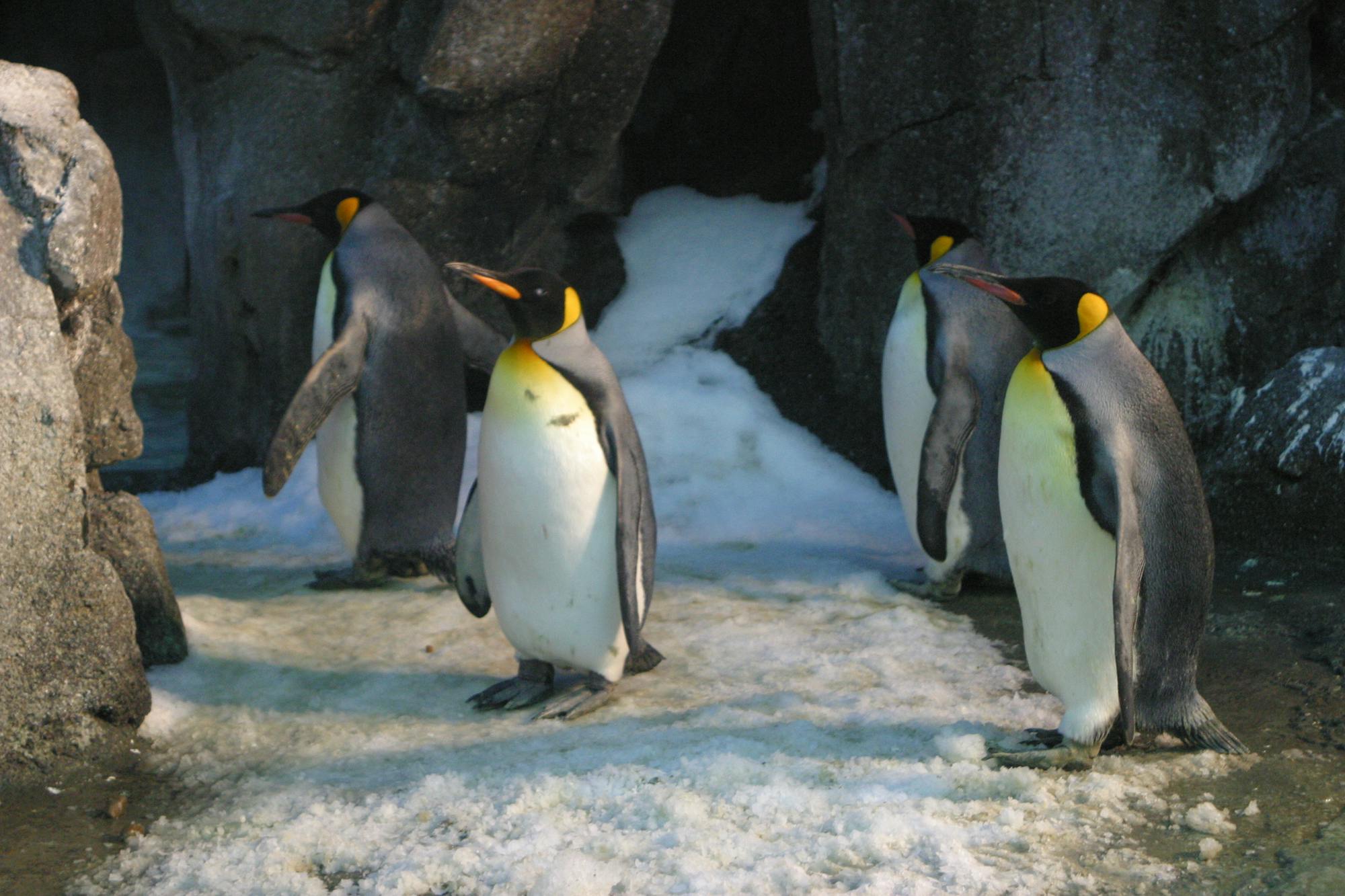 Placeholder Image Example
