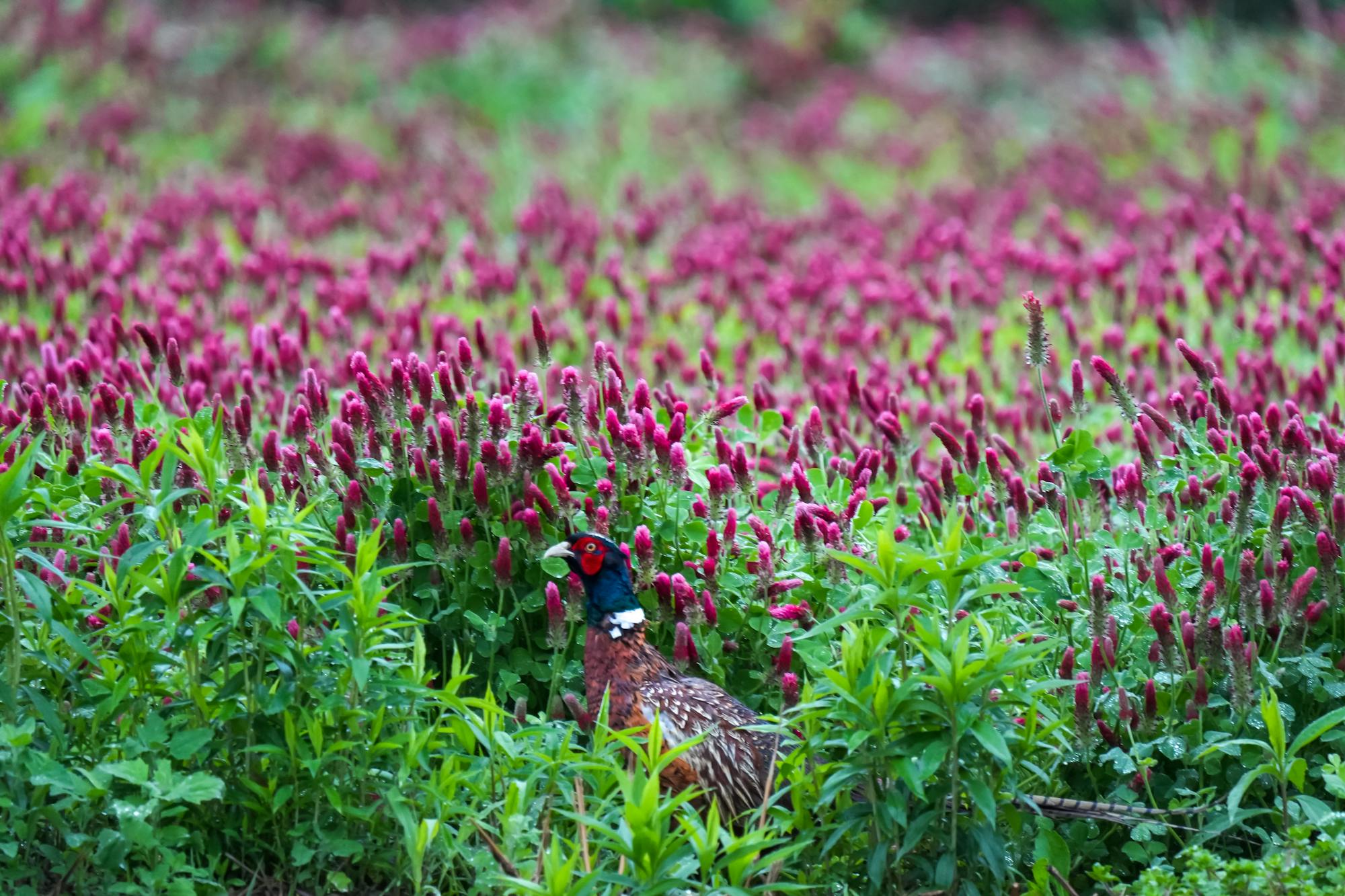 Placeholder Image Example