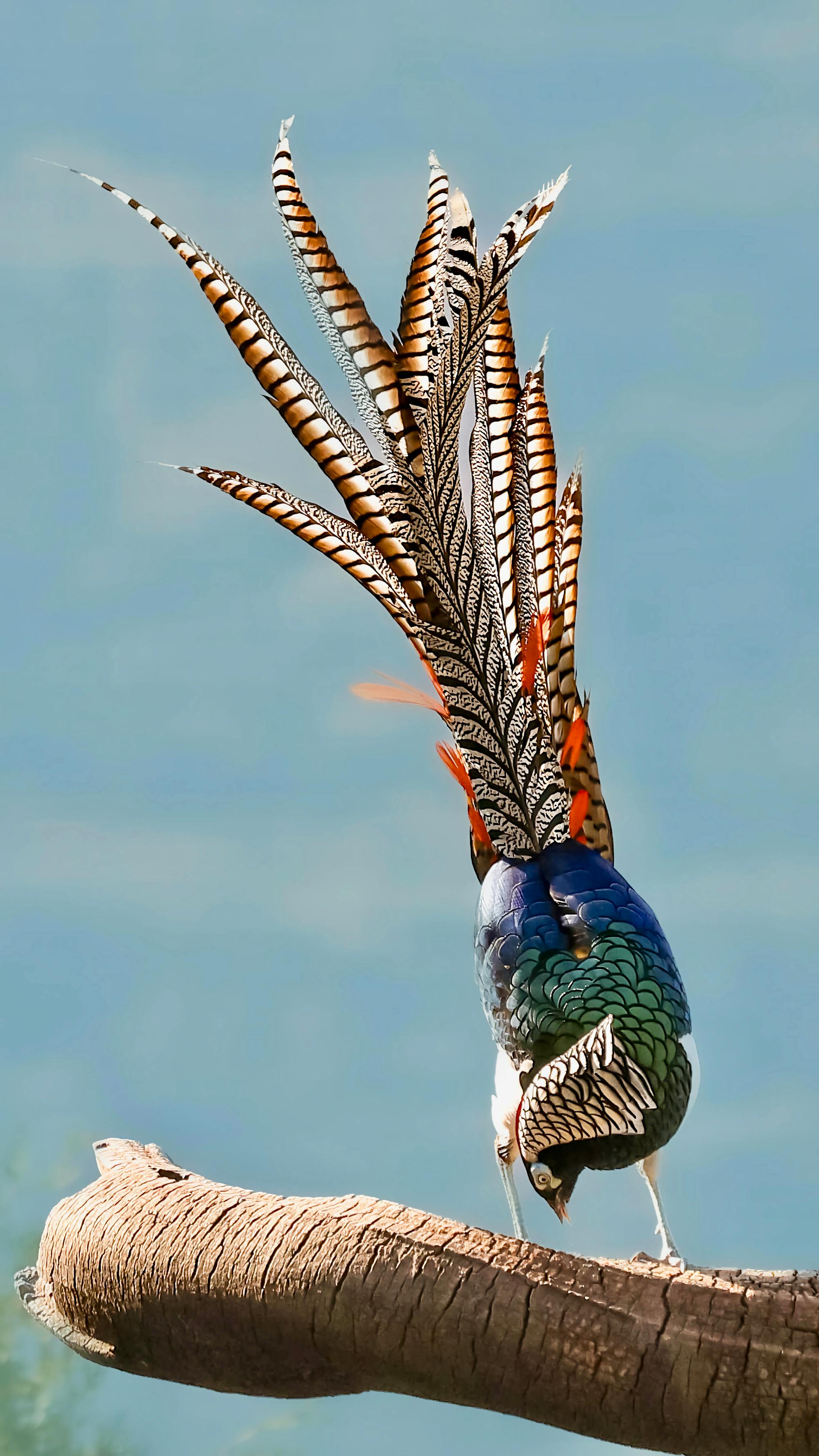 Placeholder Image Example