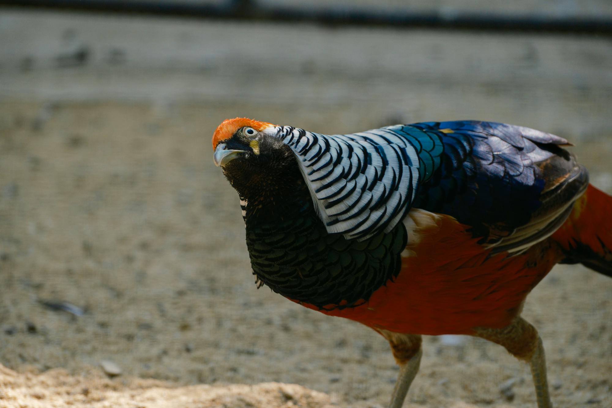 Placeholder Image Example