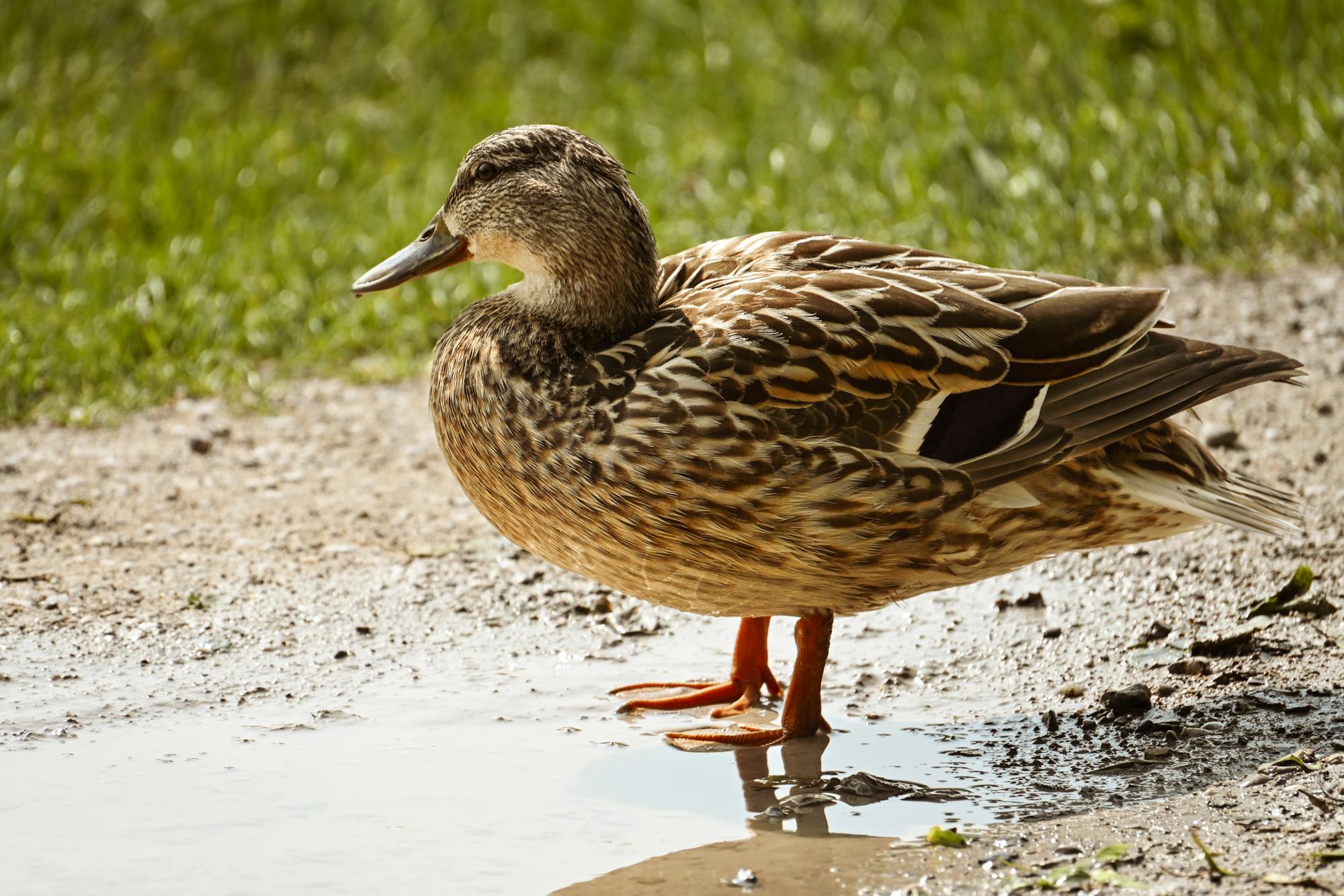 Placeholder Image Example