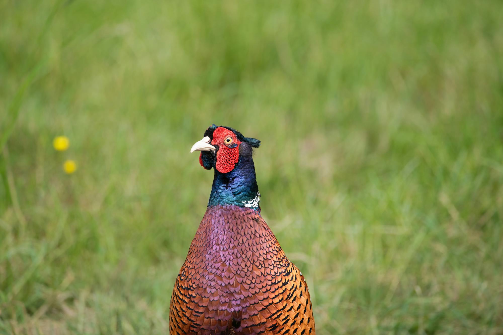 Placeholder Image Example