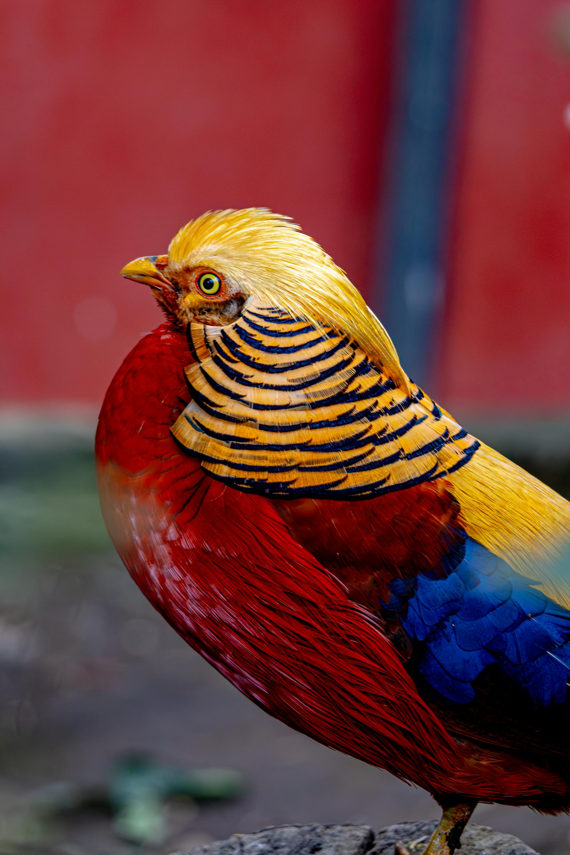 Placeholder Image Example