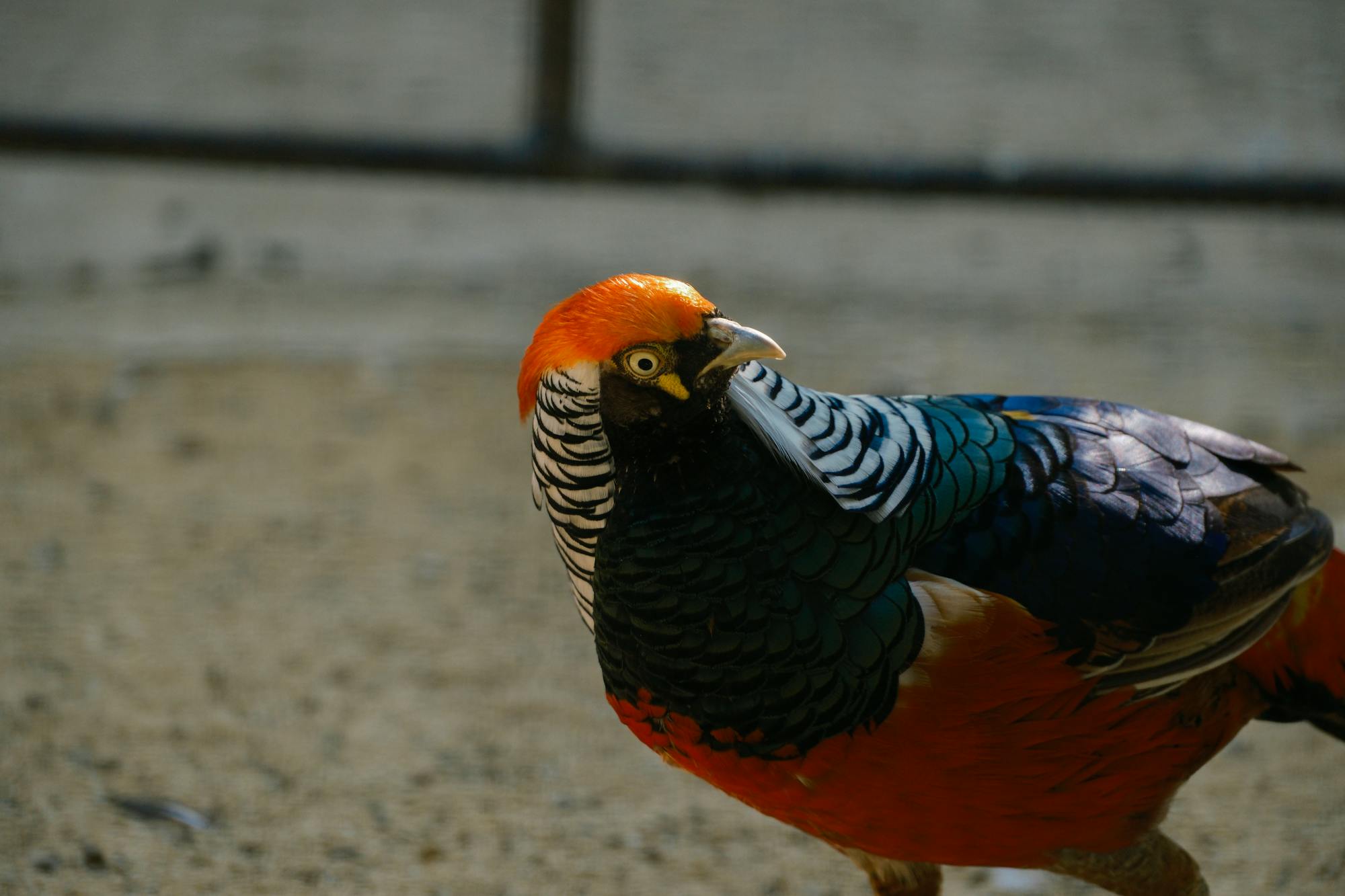 Placeholder Image Example